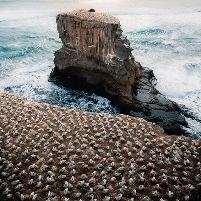 Who has been to the legendary Muriwai Gannet Colony? With spectacular views, thousands of nesting birds, and the roaring waves, Muriwai is definitely one of a kind🕊 🌊 .
.
.
📸 @thansproject neat shot!