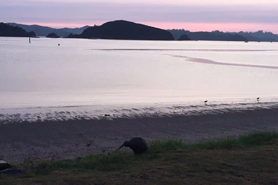 The native bush directly behind the motel is home to a vast number of New Zealand wildlife, including Kiwi and Tui. If you are lucky you may hear Kiwi calling at night and Tui singing during the day!