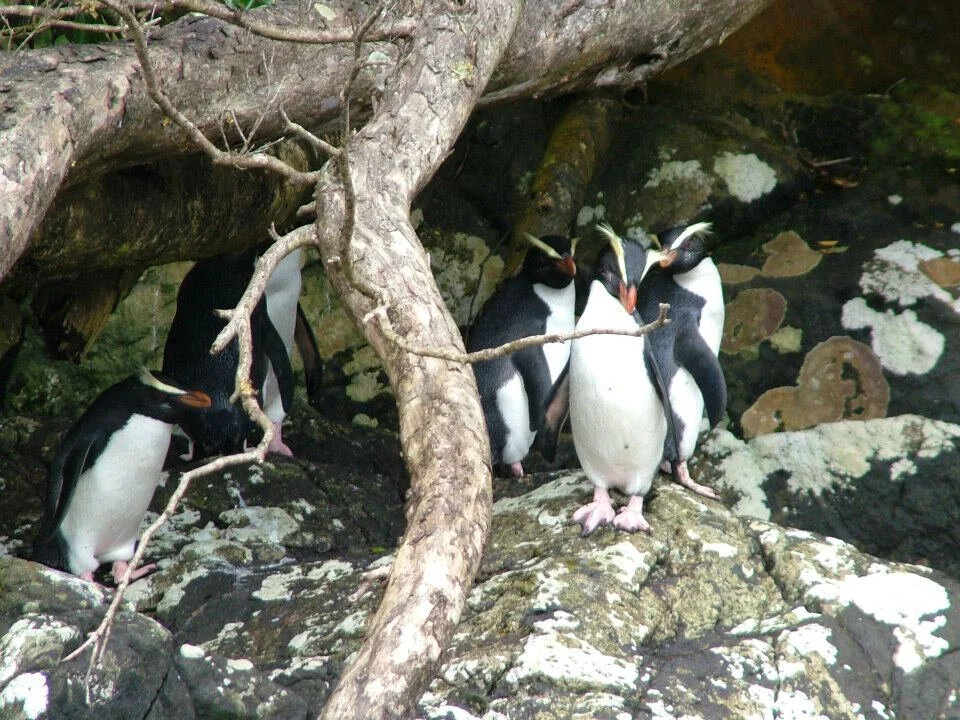 fiordlandcrestedpenguins.jpg