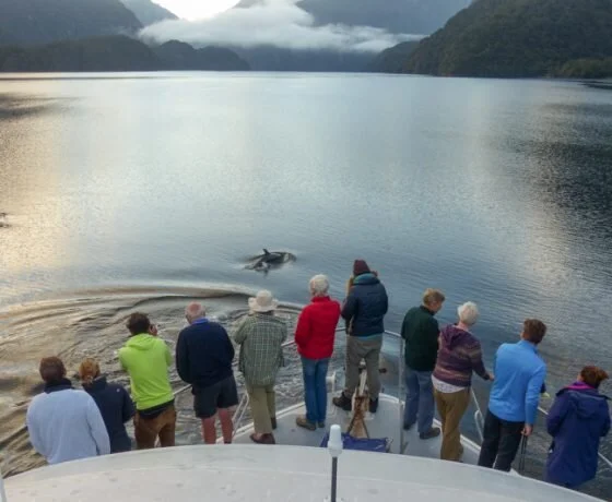 overnight-cruises-on-doubtful-sound-deepcove-charters-gallery-12-560x460.jpg