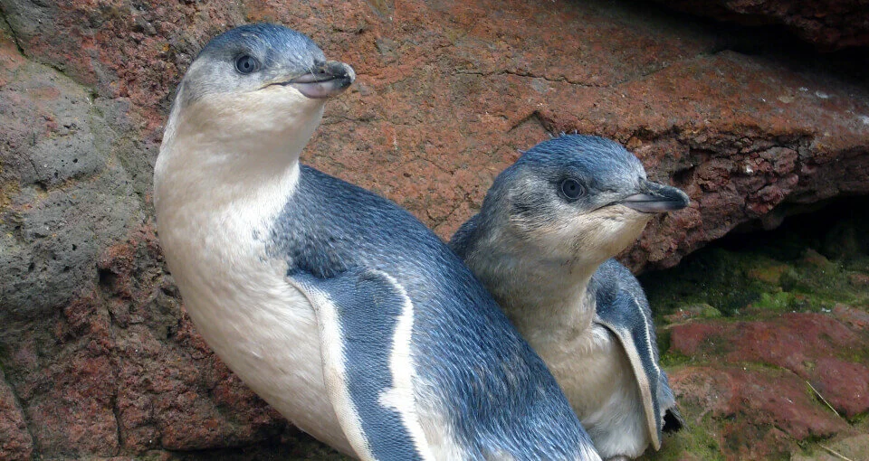 New Zealand’s largest mainland colony of Little penguins is located right in Akora! Visitors can see the world’s smallest penguin up close, and monitor their nesting sites.