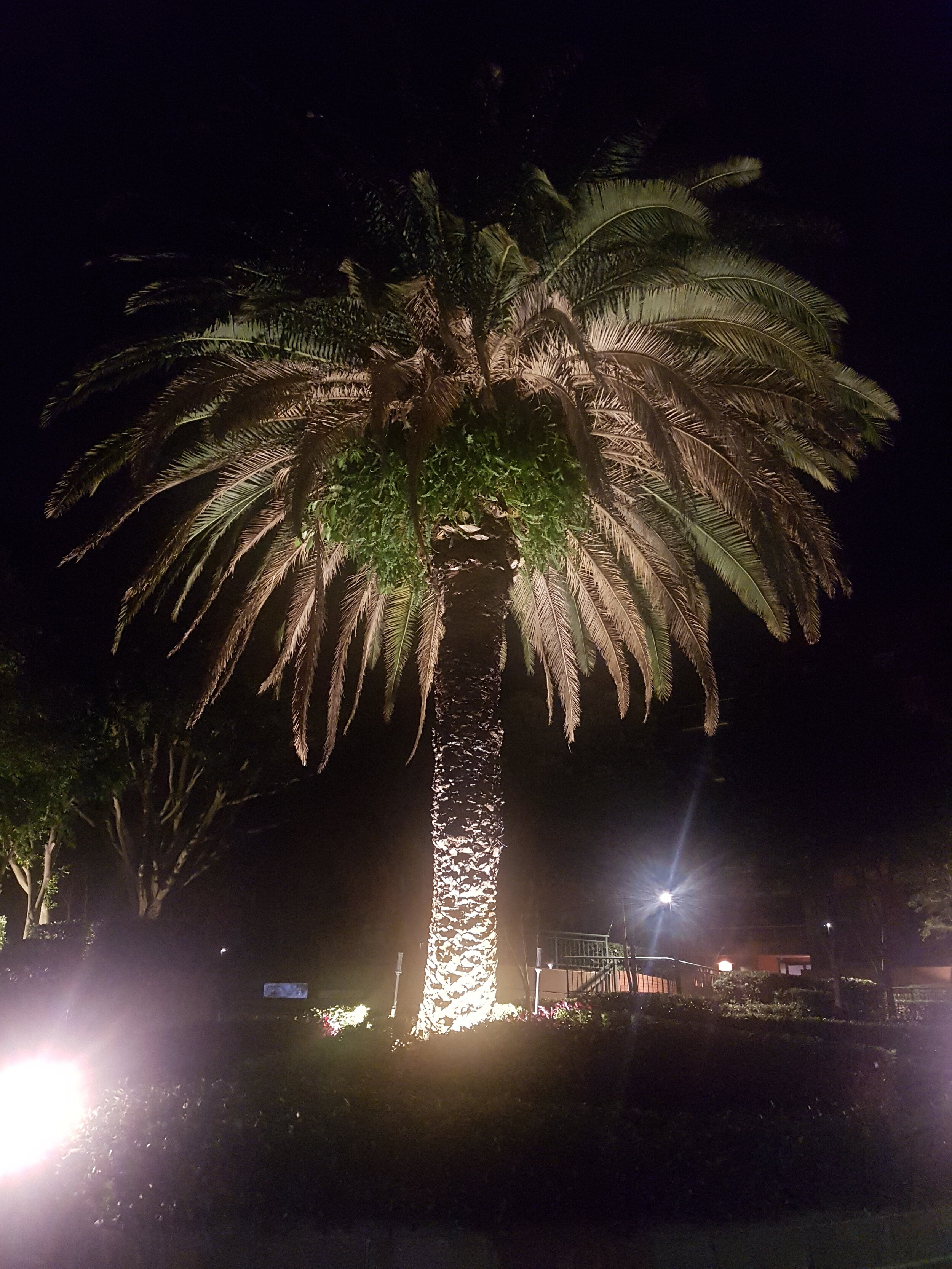 Steph_Photo9 (Palm at night).jpg