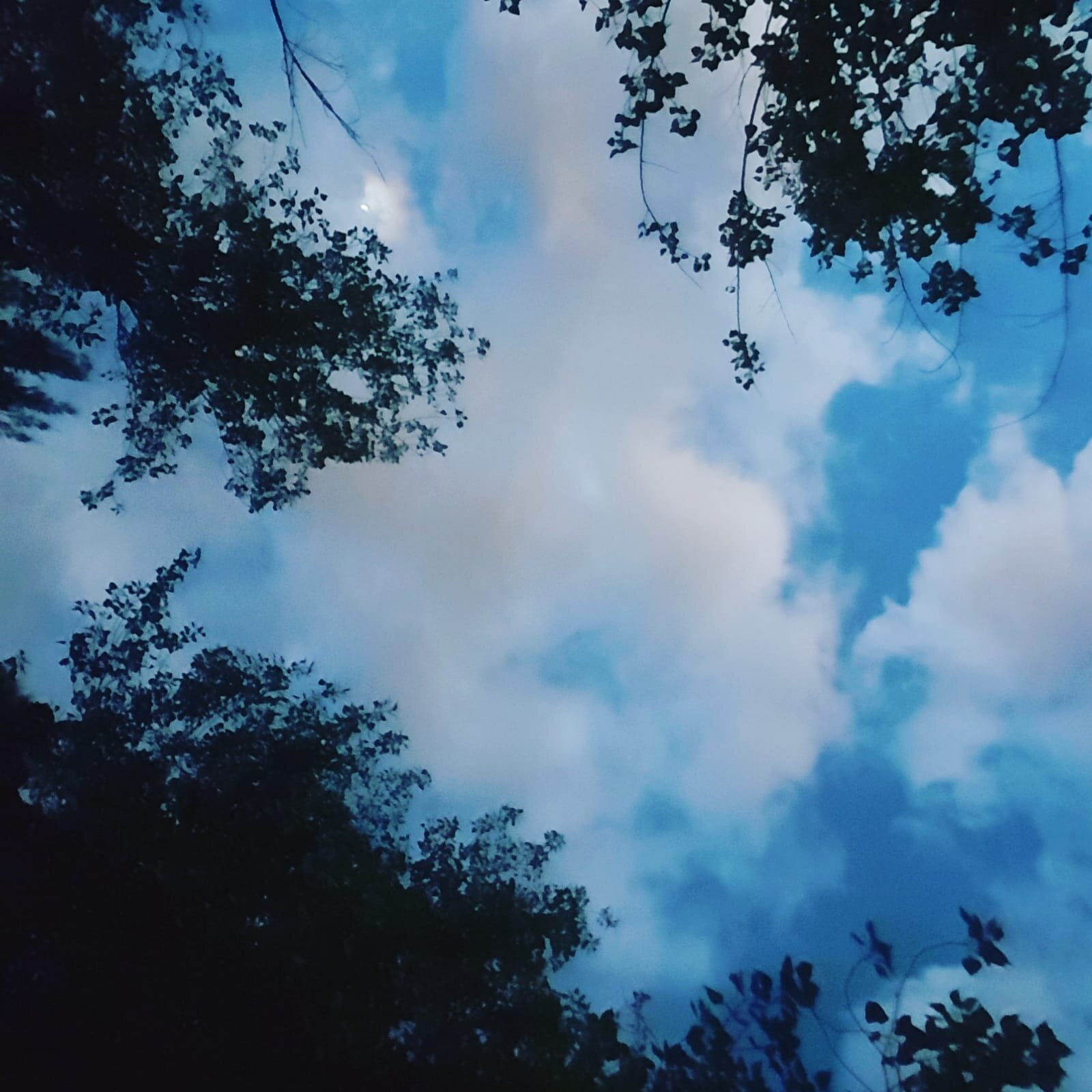 Lin_Photo7 (Blue sky with trees).jpg