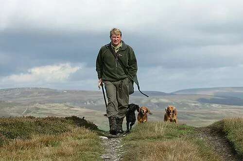 whaupley gun dogs