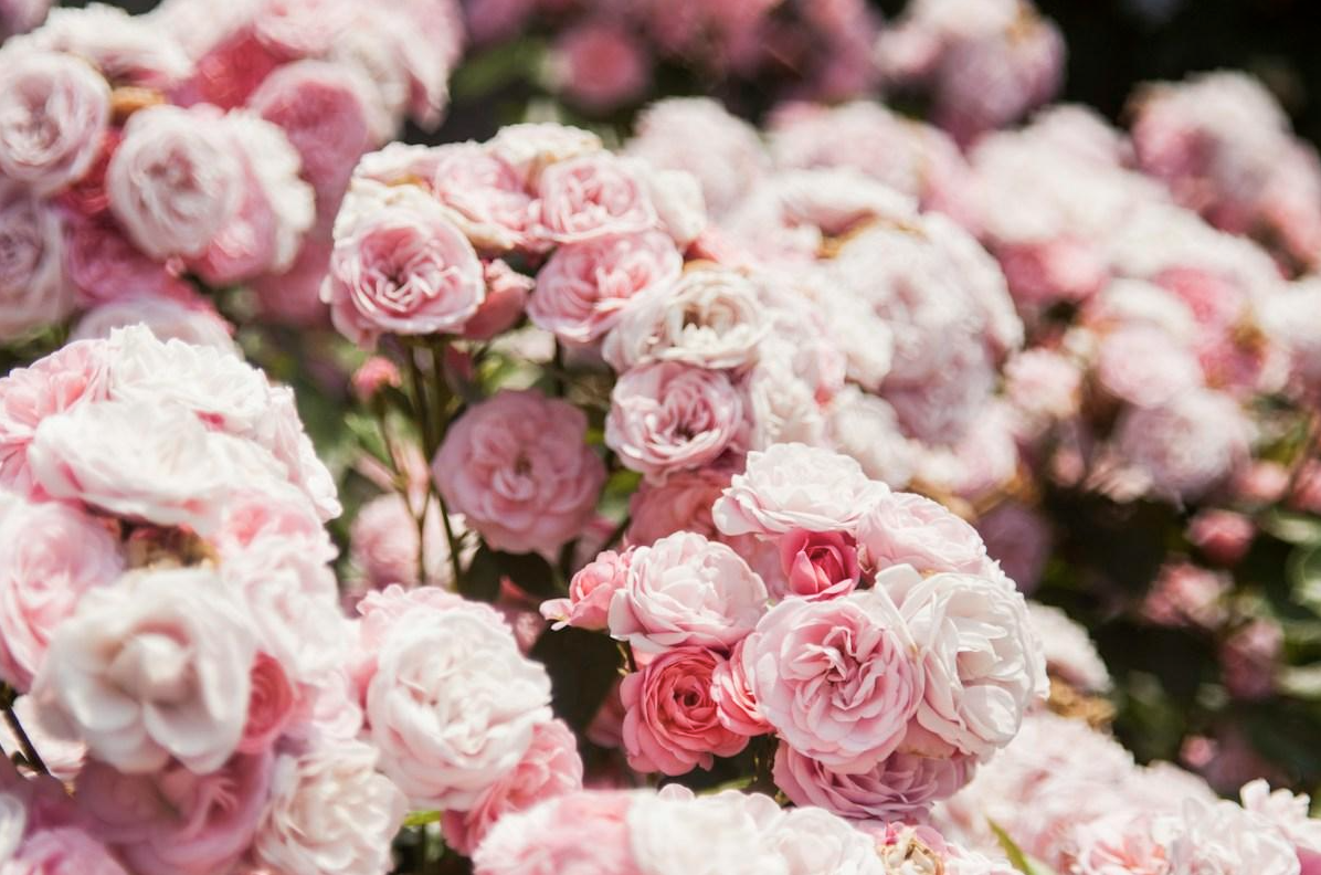 emiscah rose