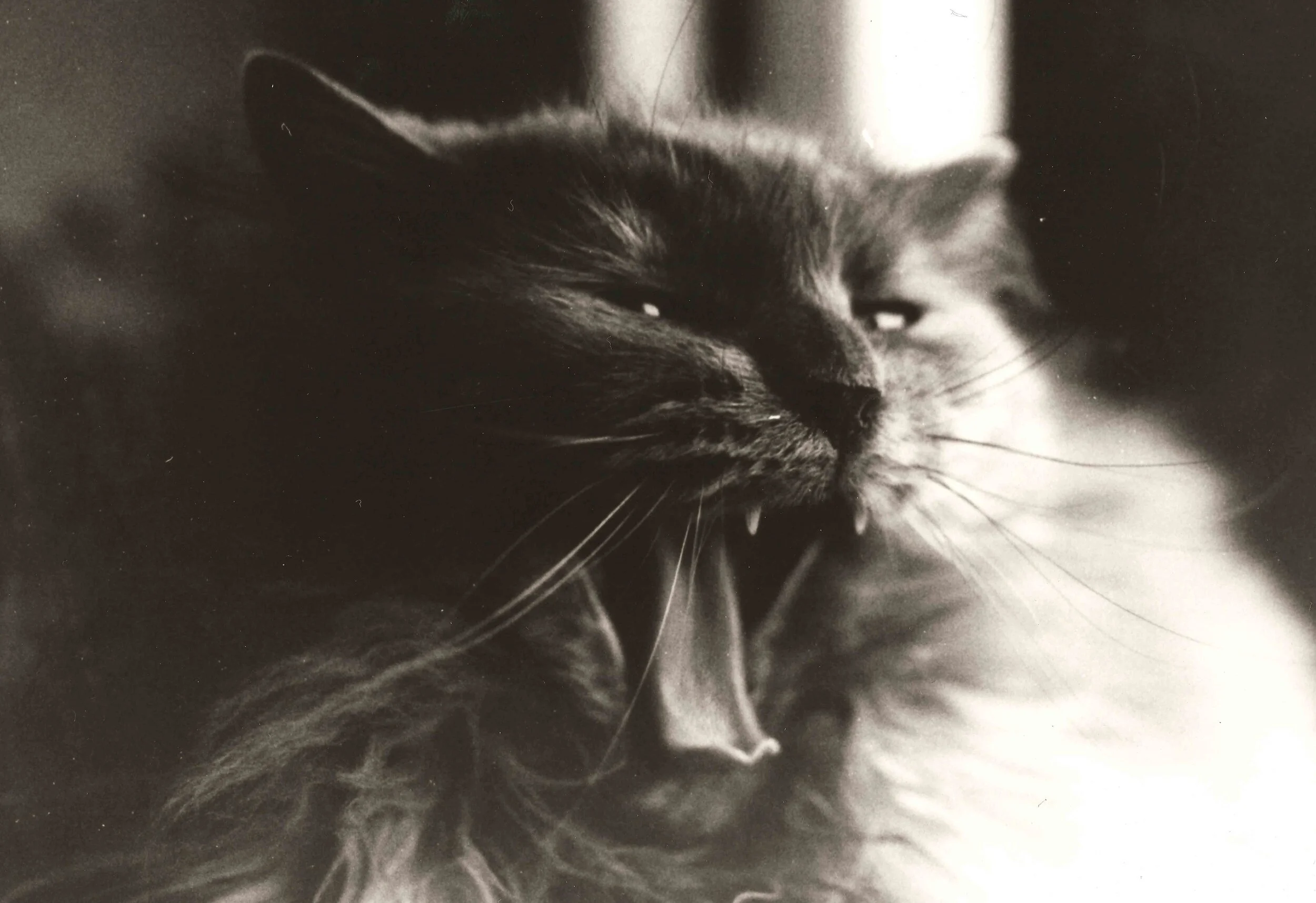 mushy.jpg