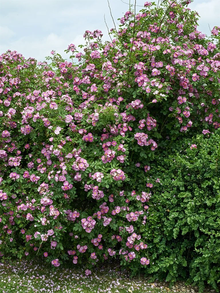 Entre Vignes et Fleurs
