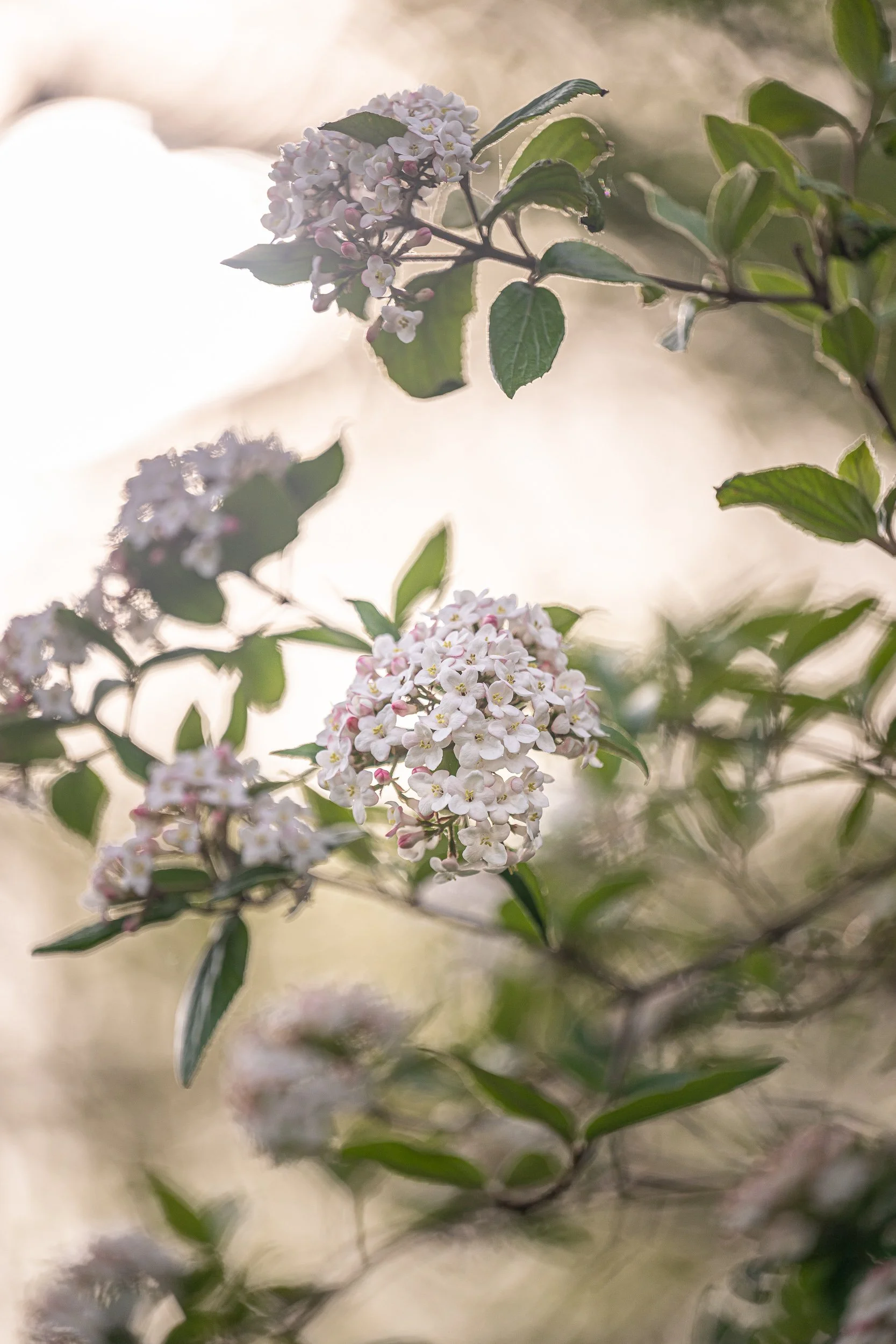 Visite des jardins et dégustation 