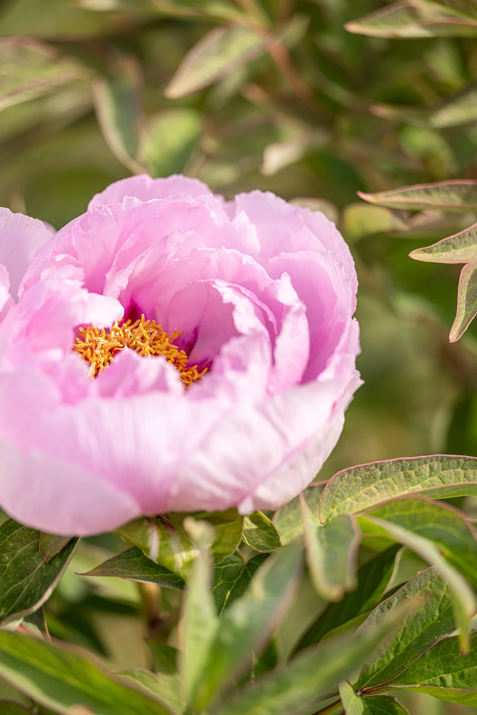 Embouteillage + Jardins-34.jpg