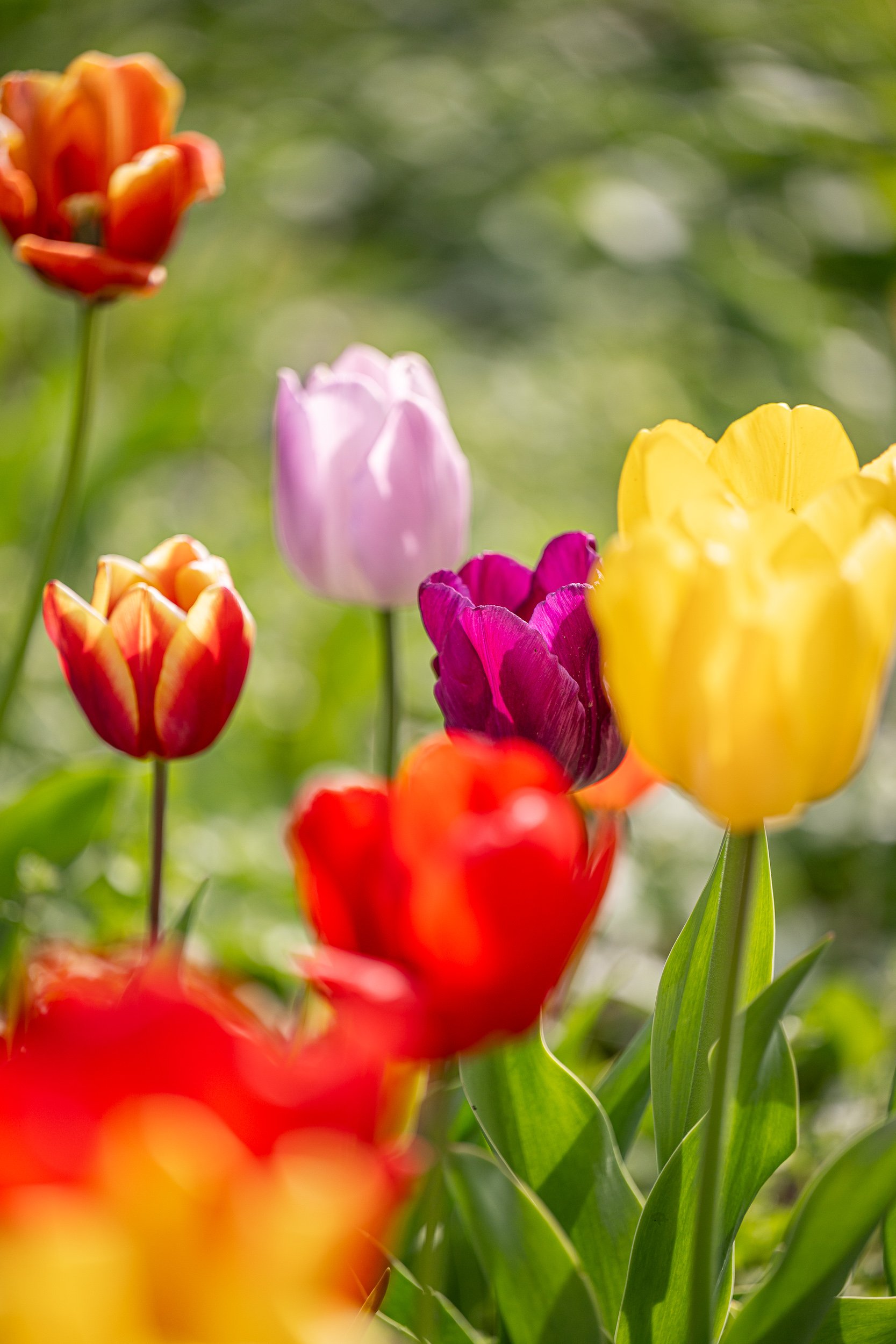 Embouteillage + Jardins-42.jpg