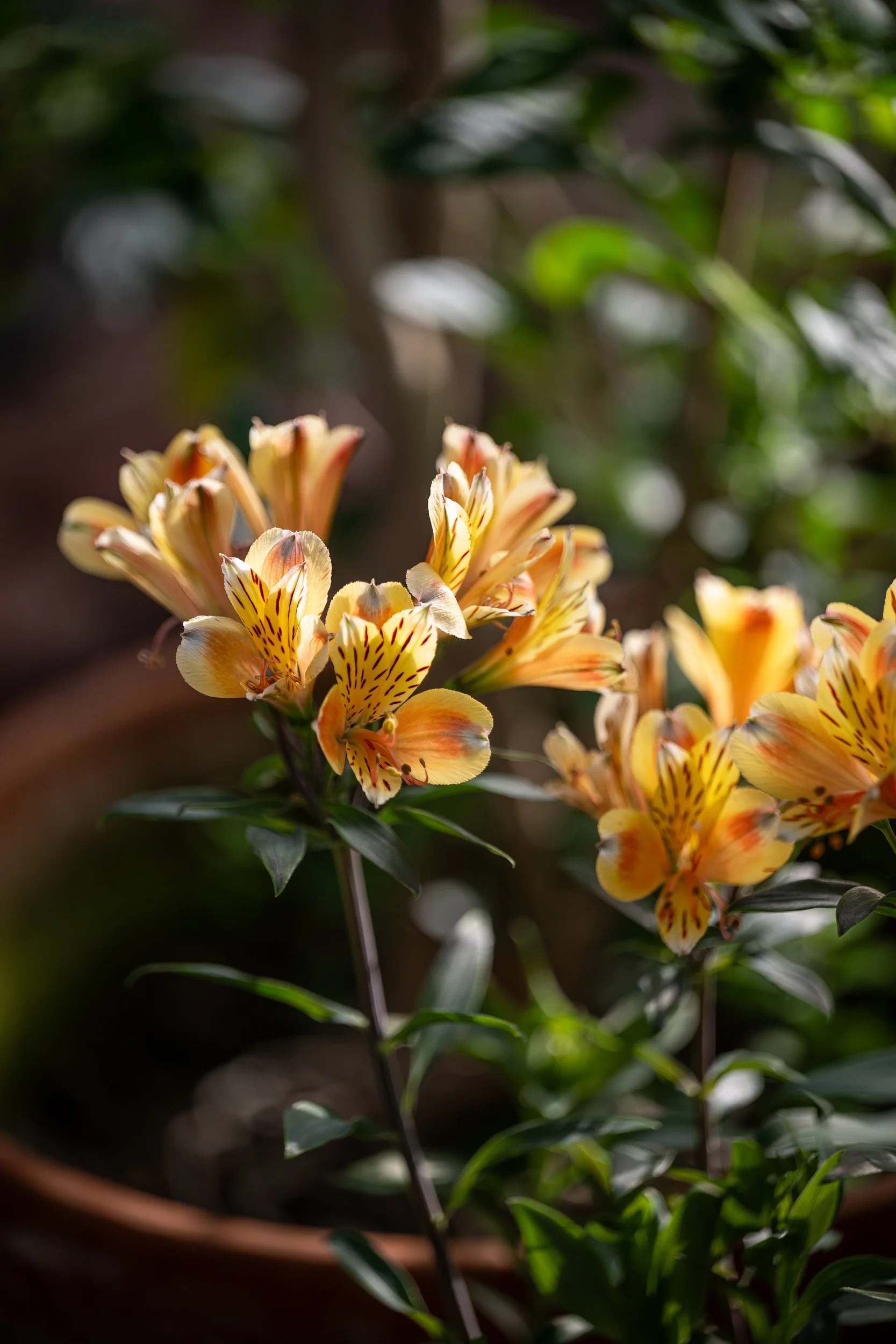 Visite des jardins et dégustation