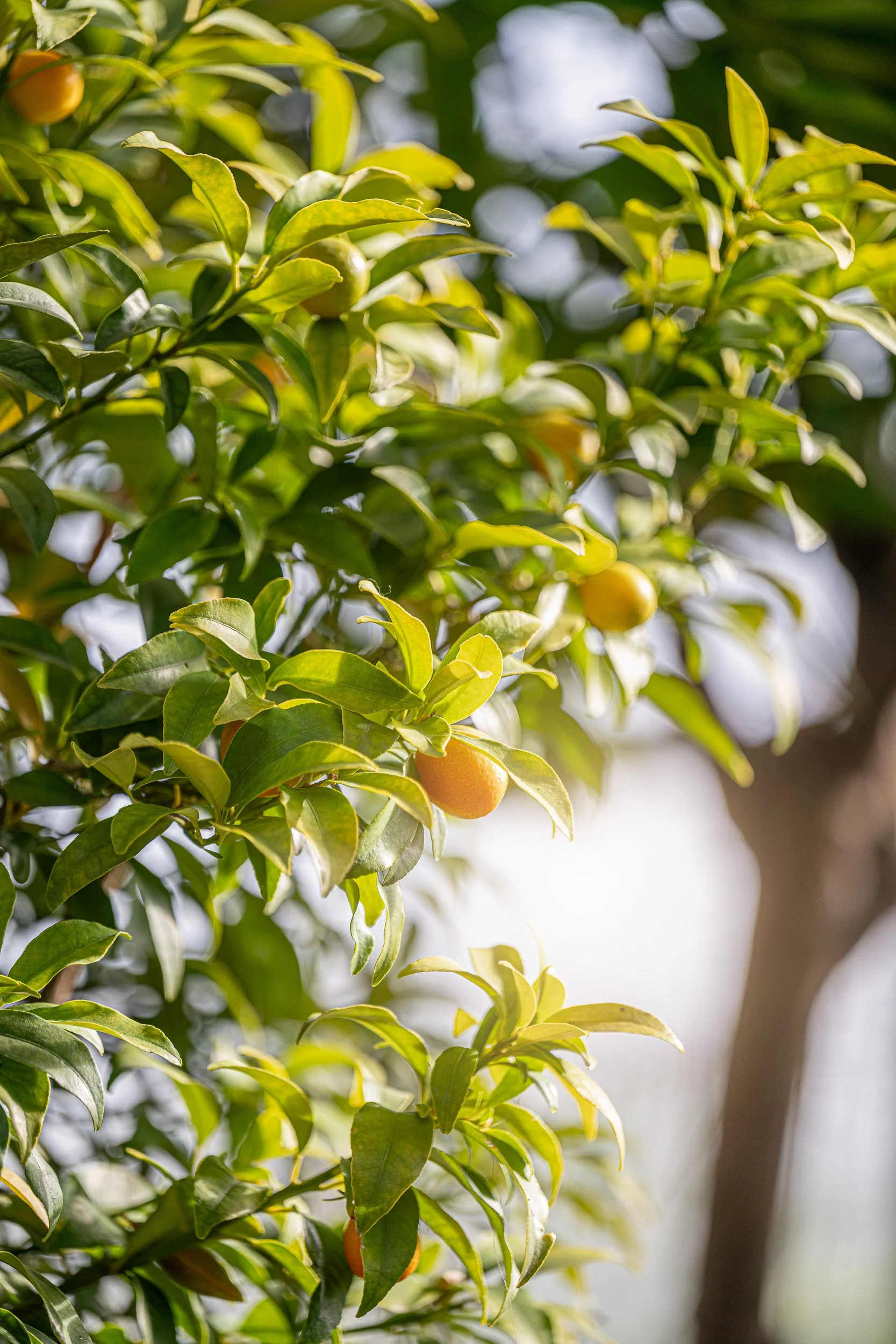 Un arbre fruitier avec de petits fruits oranges ou jaunes, entouré de feuilles vertes. La photo est prise en plein air avec une lumière naturelle.
