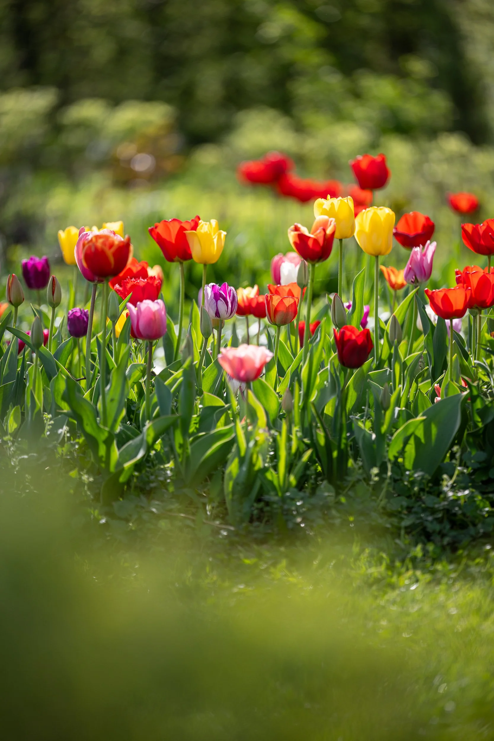Un champ de tulipes multicolores avec un fond flou de verdure et d'arbres.