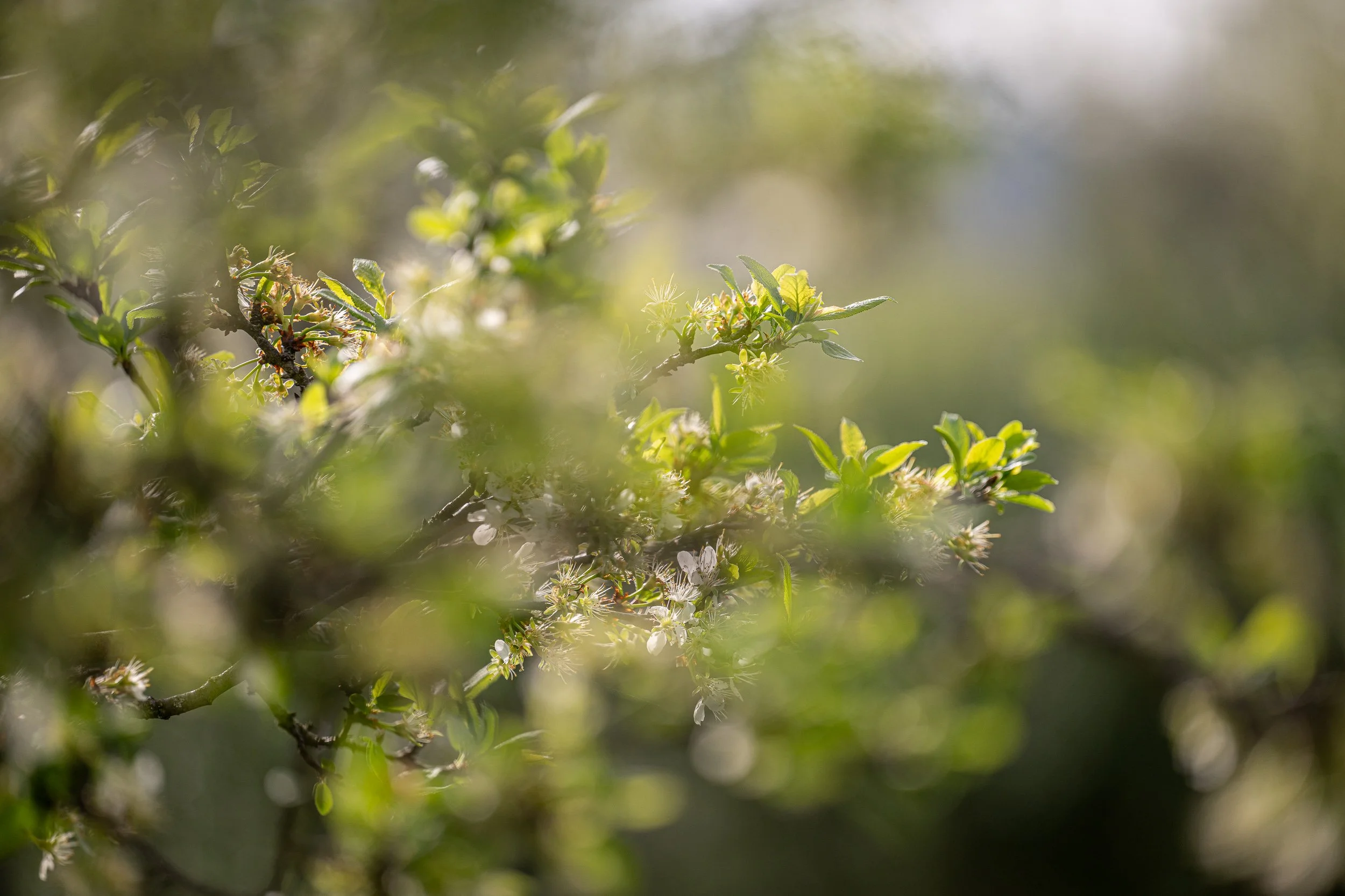 Branches d'arbustes avec des feuilles vertes et de petites fleurs blanches, flou artistique en arrière-plan.