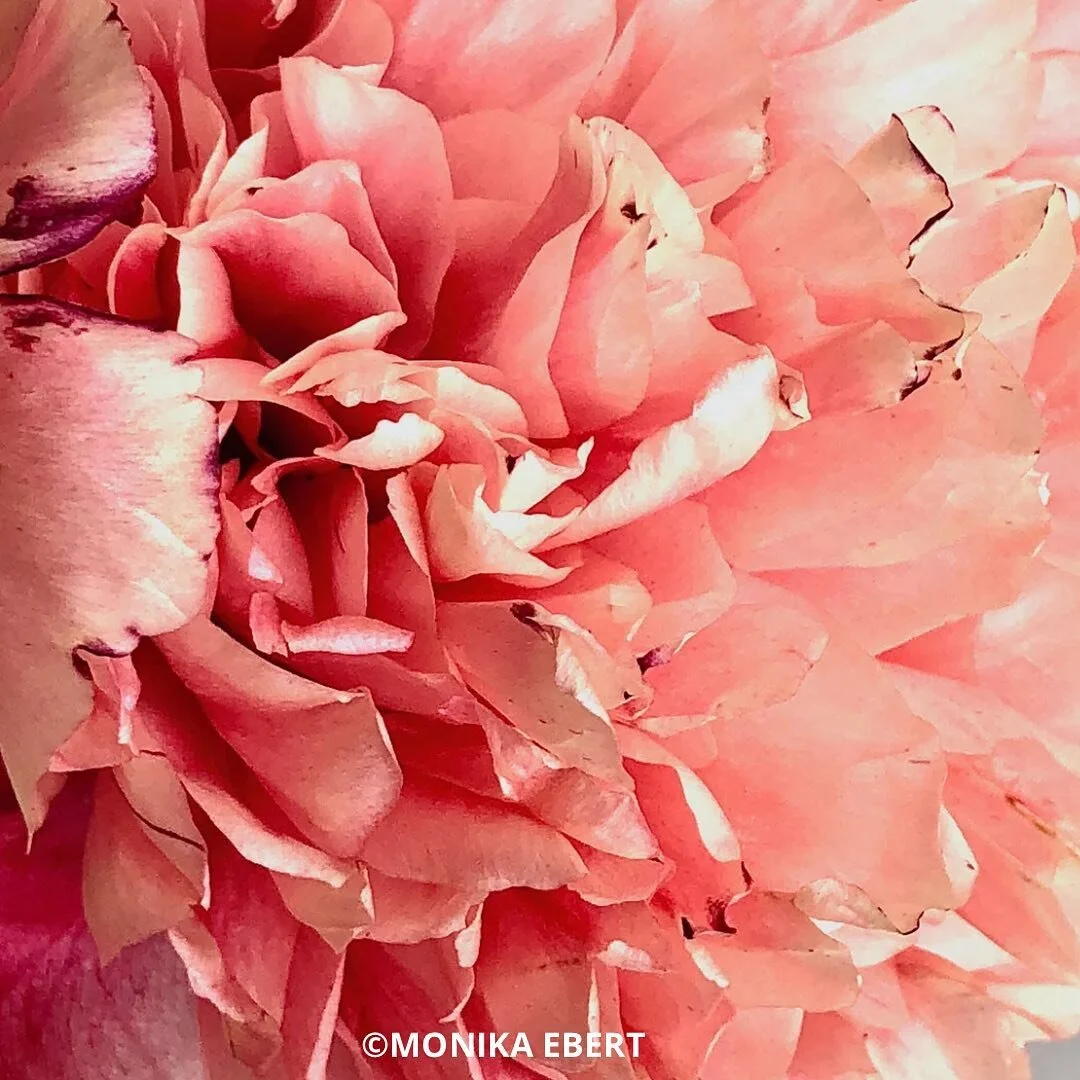 GOOD NEWS ONCE A MONTH! 
sign up for our FEMALEMAKERS NEWSLETTER ON FEMALEMAKERS.NET!
FOOD + BEVERAGE + GASTRONOMY.
release this sunday.
link in bio.