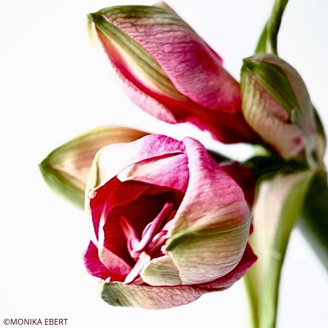THE BEAUTY OF NATURE. AN ONGOING SERIES ON FEMALEMAKERS.NET

#FEMALEMAKERSDOTNET
#femalemakers
#femalemakersinfood
#femalemakersinwine
#femalemakersinbeverage
#femalemakersingastronomy
#femalemakersontheroad
#foodphotography
#foodstories
#beveragepho