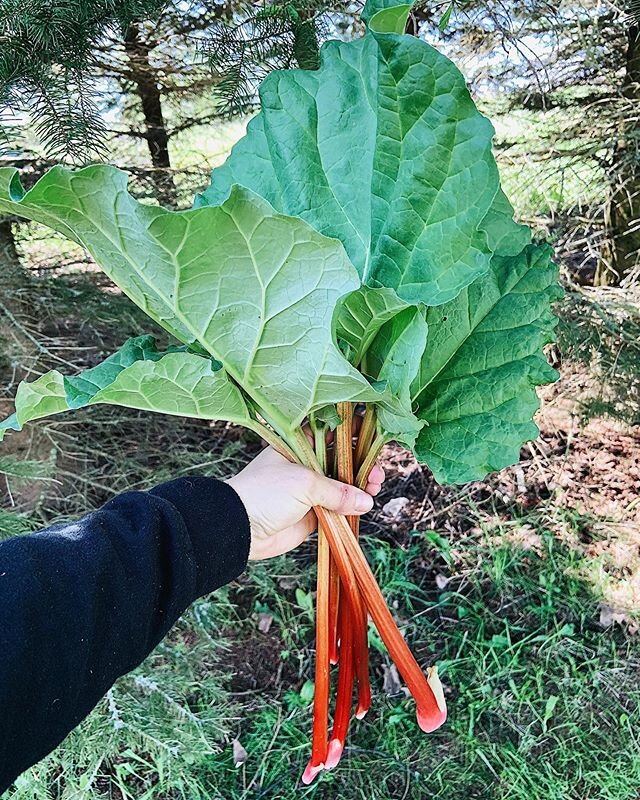 We picked some of the rhubarb out of the pasture this morning before the cows beat us to it 🌱🌱