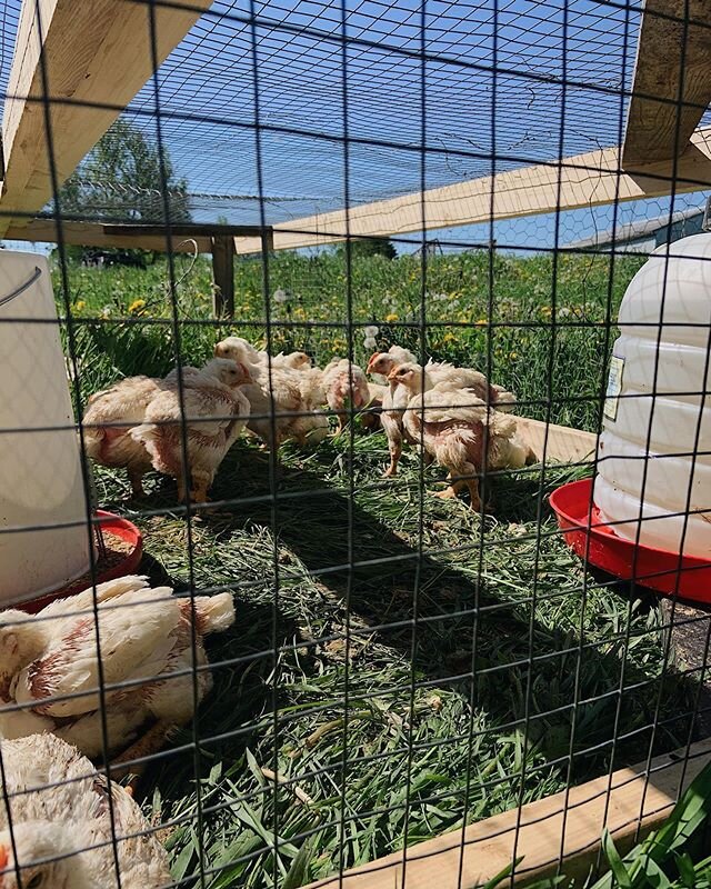 It was moving day for these guys today! They are fully feathered and ready for the transition to pasture.. with this warm weather, they seem to be handling the move quite well.
.
Ideally, we would&rsquo;ve loved to have them moved by the end of last 