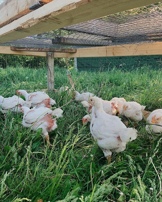 Our website is live! We encourage you to check it out to learn more about our practices, to place your pre-orders for chicken &amp; beef and to understand more about the pasture-raised difference. Just click the link in our bio!