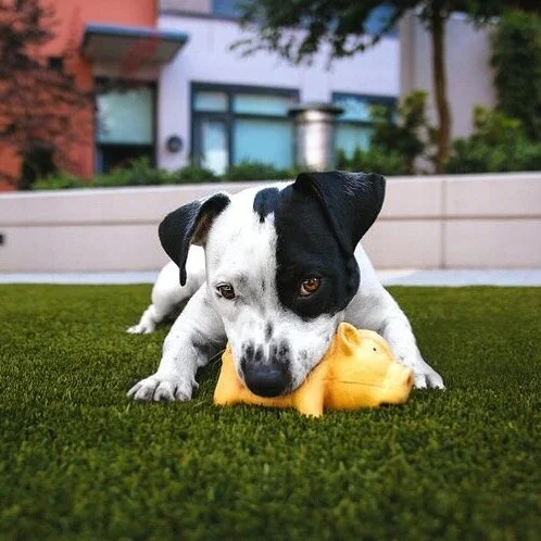 The Most Pet-Friendly Synthetic Turf? Check Out T&ordm;COOL With BacShield Technology.

T&ordm;COOL is infused with BacShield, a 100% bio-based antimicrobial.

EPA certified, BacShield is derived from an abundant renewable resource and does not bioac