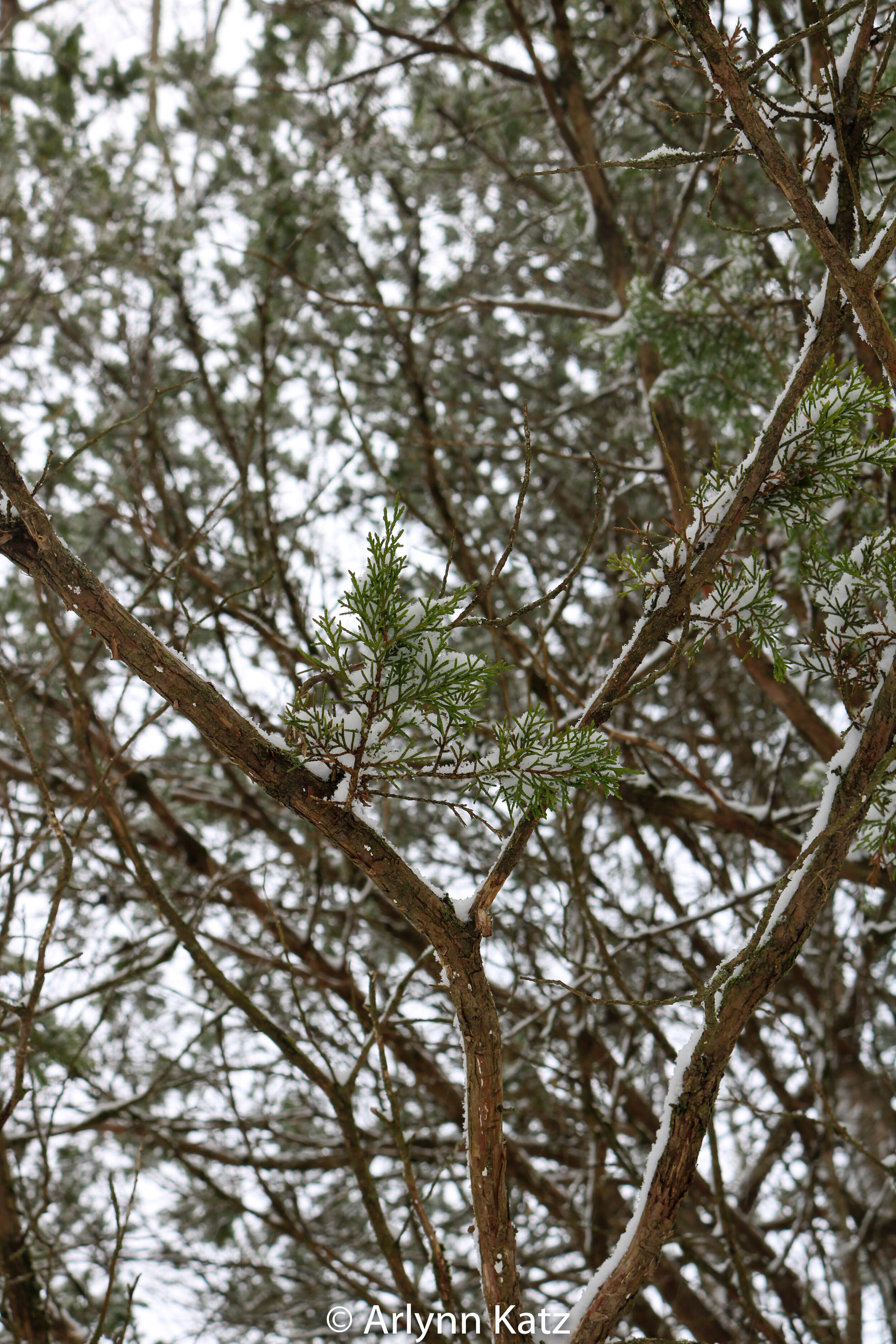 IMG_4374.jpg