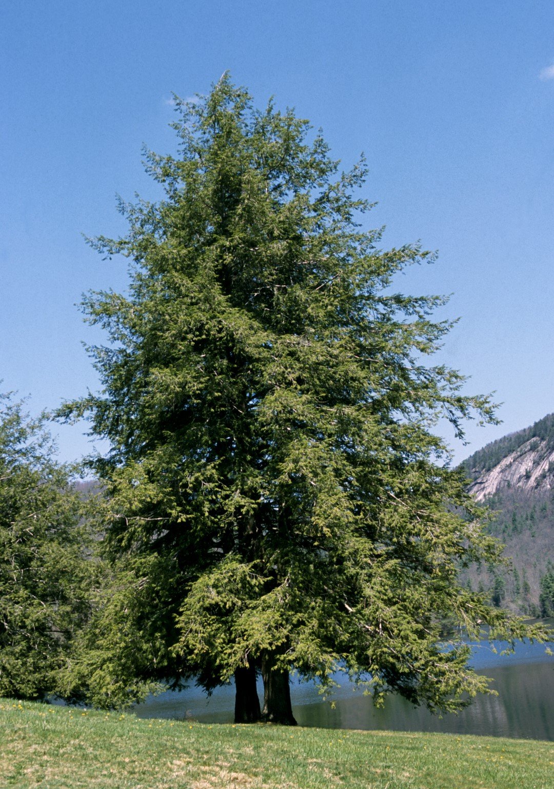 news Flash: Chester County Man Chooses a State Tree