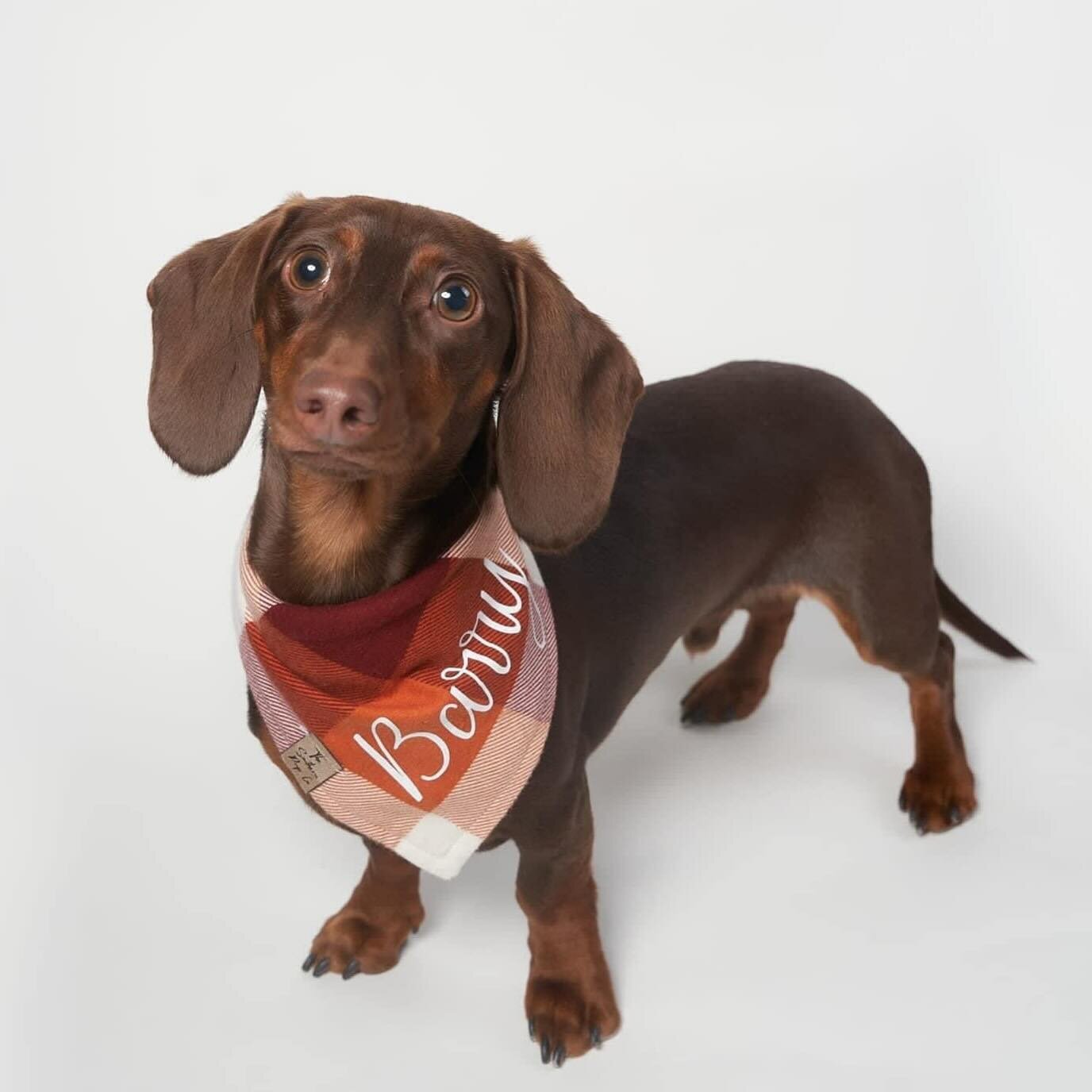 Barry, a dachshund, is undeniably a star in his own right. We had the honor of welcoming him into our studio, where we knew we would be able to capture his personality. 

Ready to inquire about your dog portrait session?