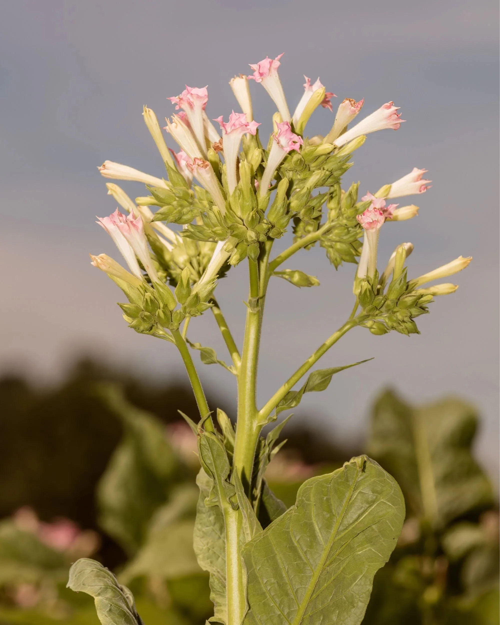 Tobacco Flowers