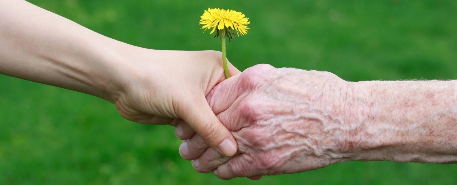 Comforting Companions