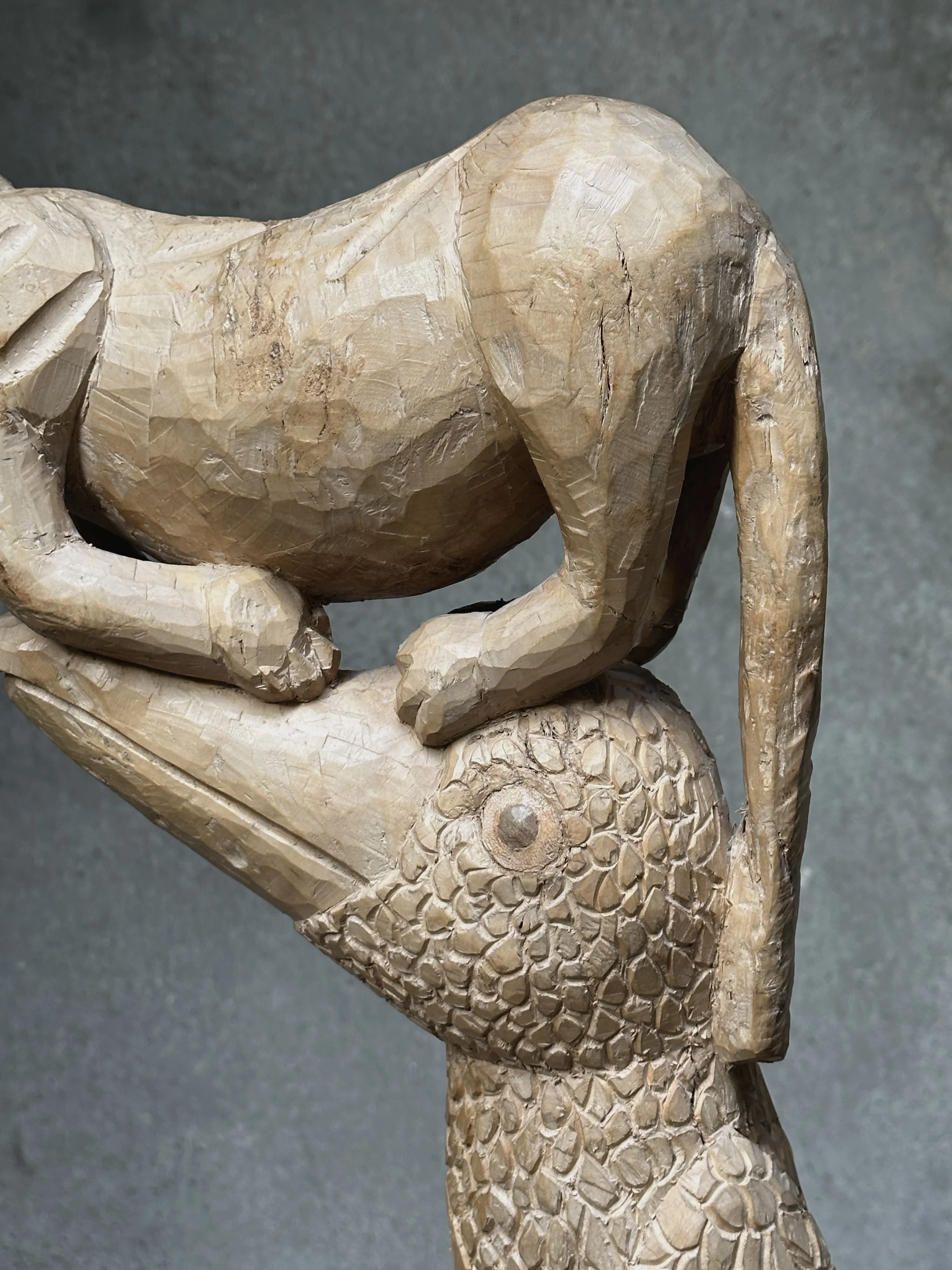 Close-up of the cat being chased upward along the toucan's form.