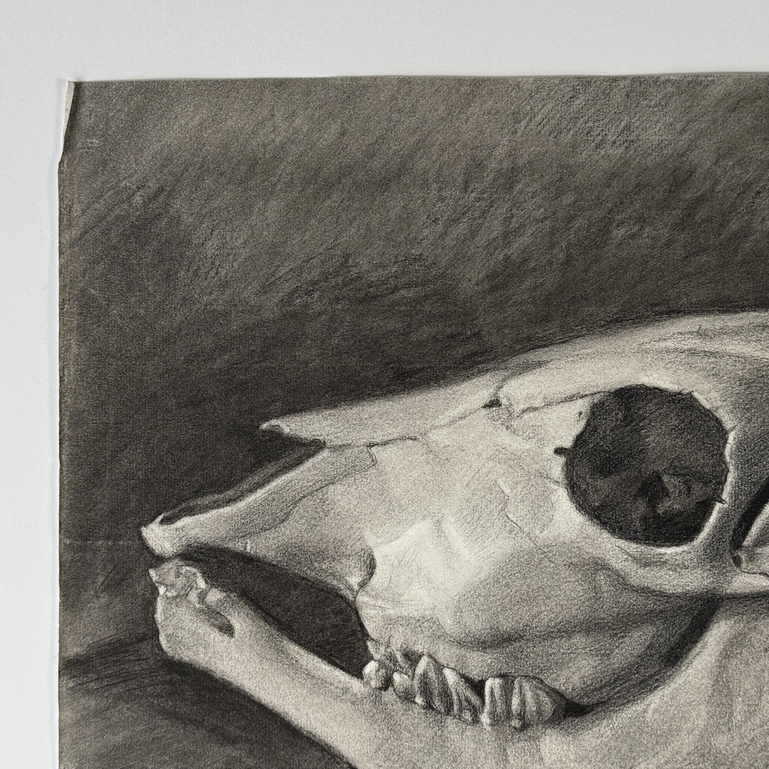 Realist academic drawing of cow skull in charcoal
