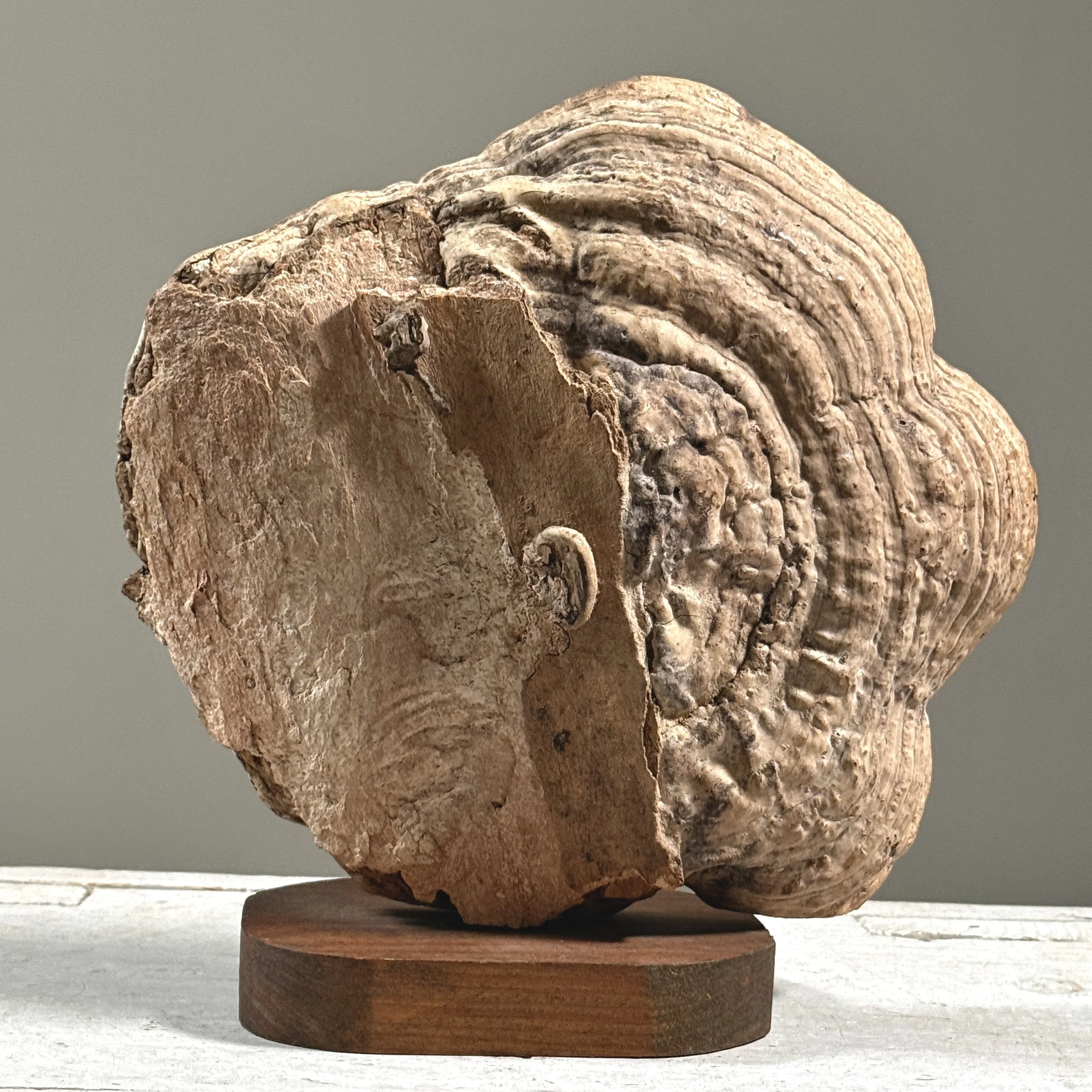 Antique folk art carved tiger on a shelf mushroom with custom stand