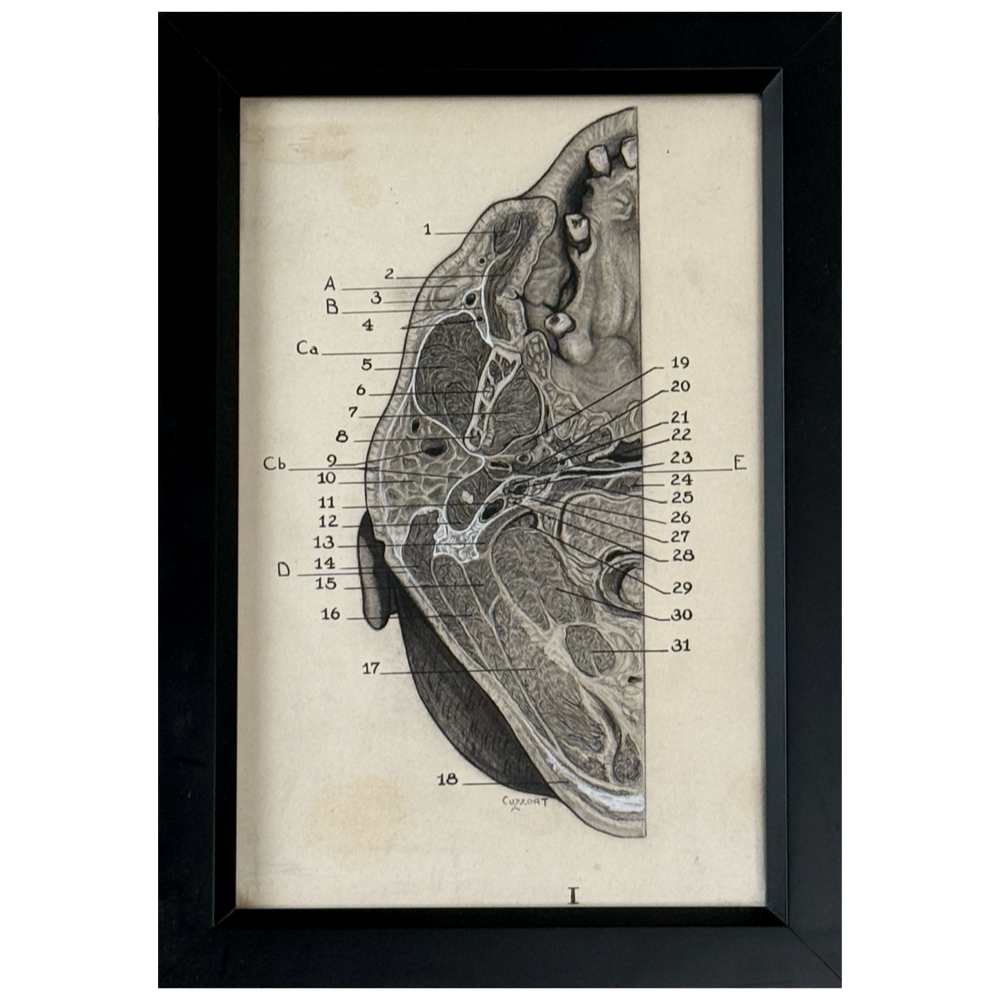 Antique graphite cranial anatomical study of the interior human head. Signed Cuzzort. 7.4 by 10.5 inches.