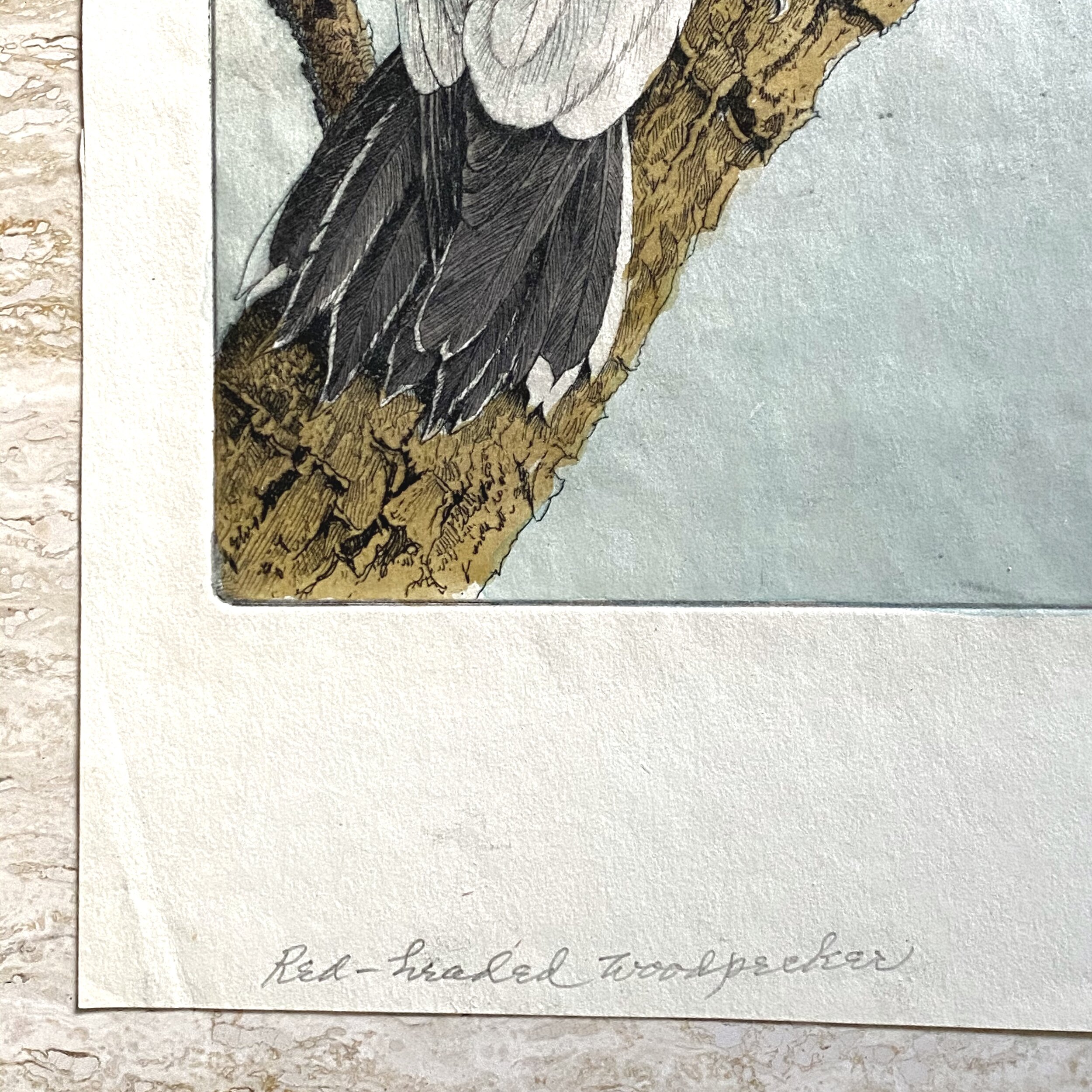 Benjamin B. Moore - Hand Painted Red-Headed Woodpecker (signed in plate)