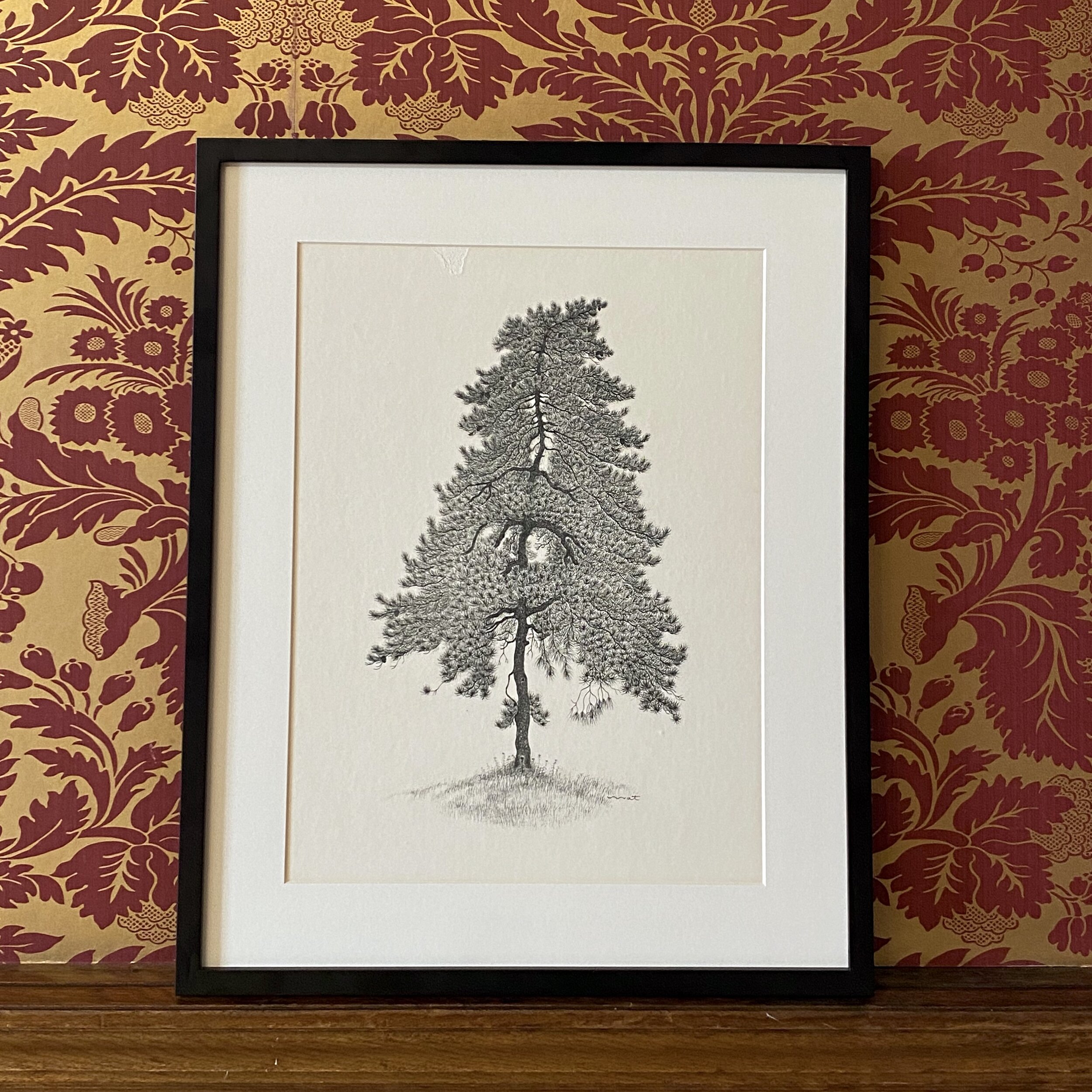 Vintage Lithograph of Pine Tree Drawing (Signed and Framed)