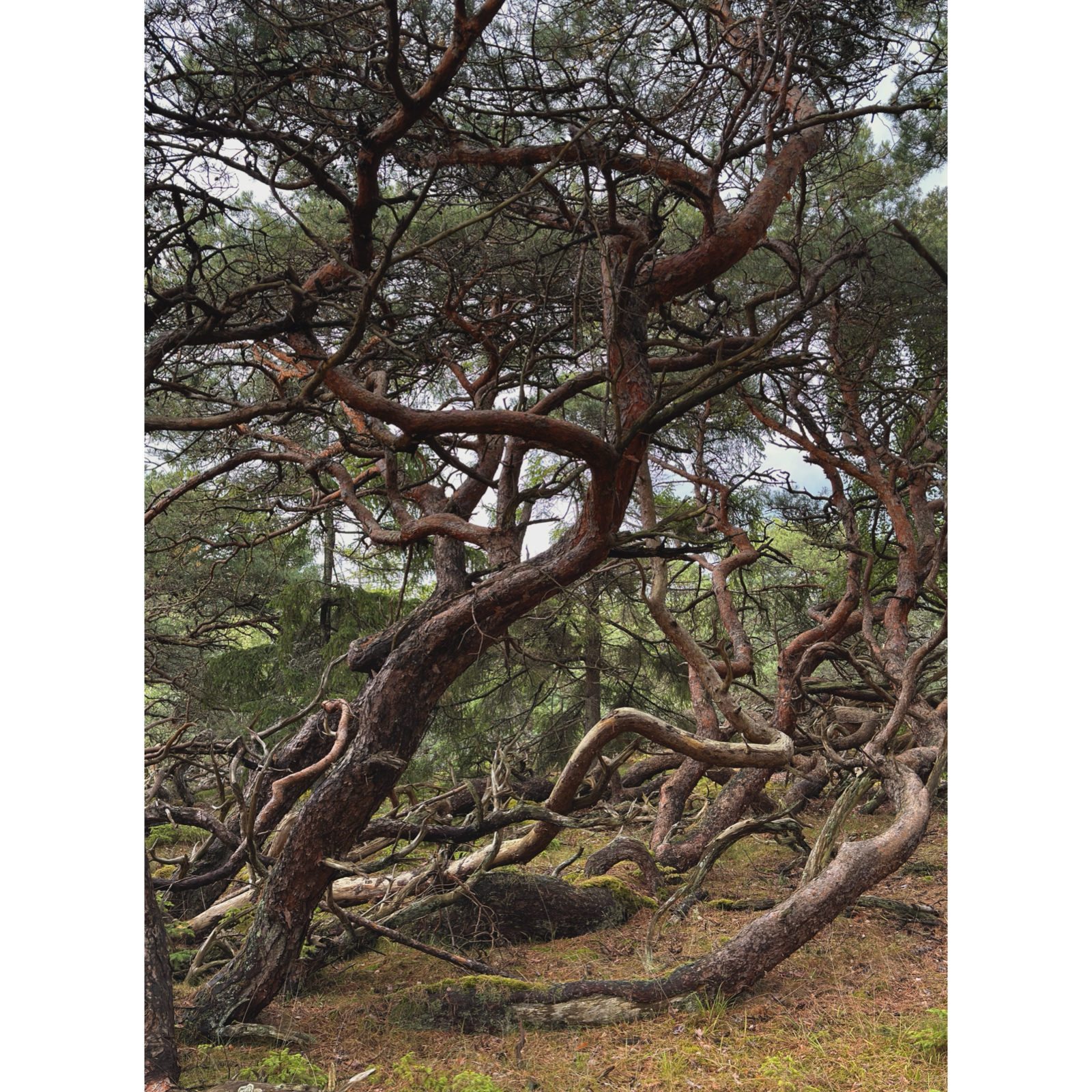 Troldeskoven-North Zealand, Denmark