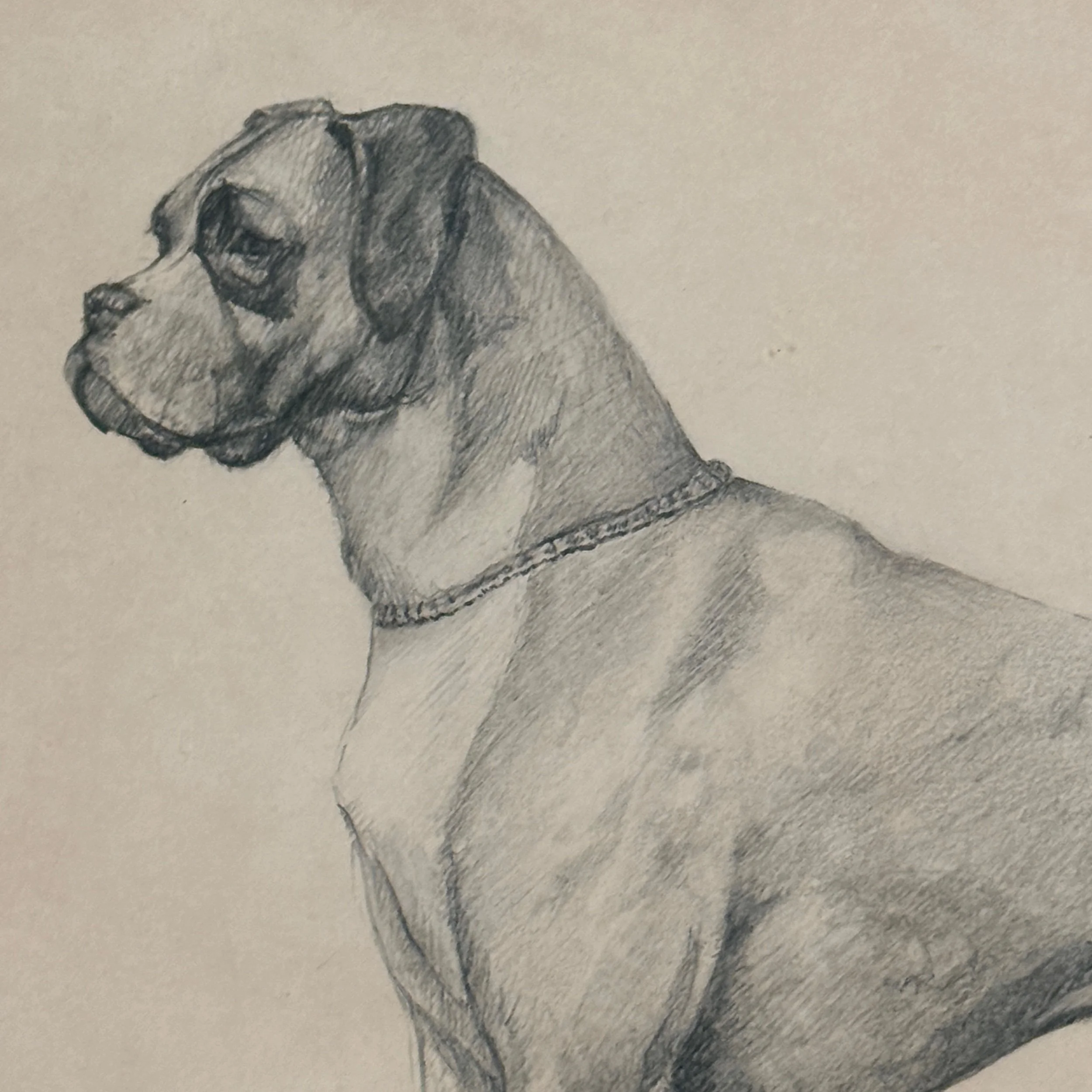 Vintage realist Boxer dog profile study, graphite on paper, signed