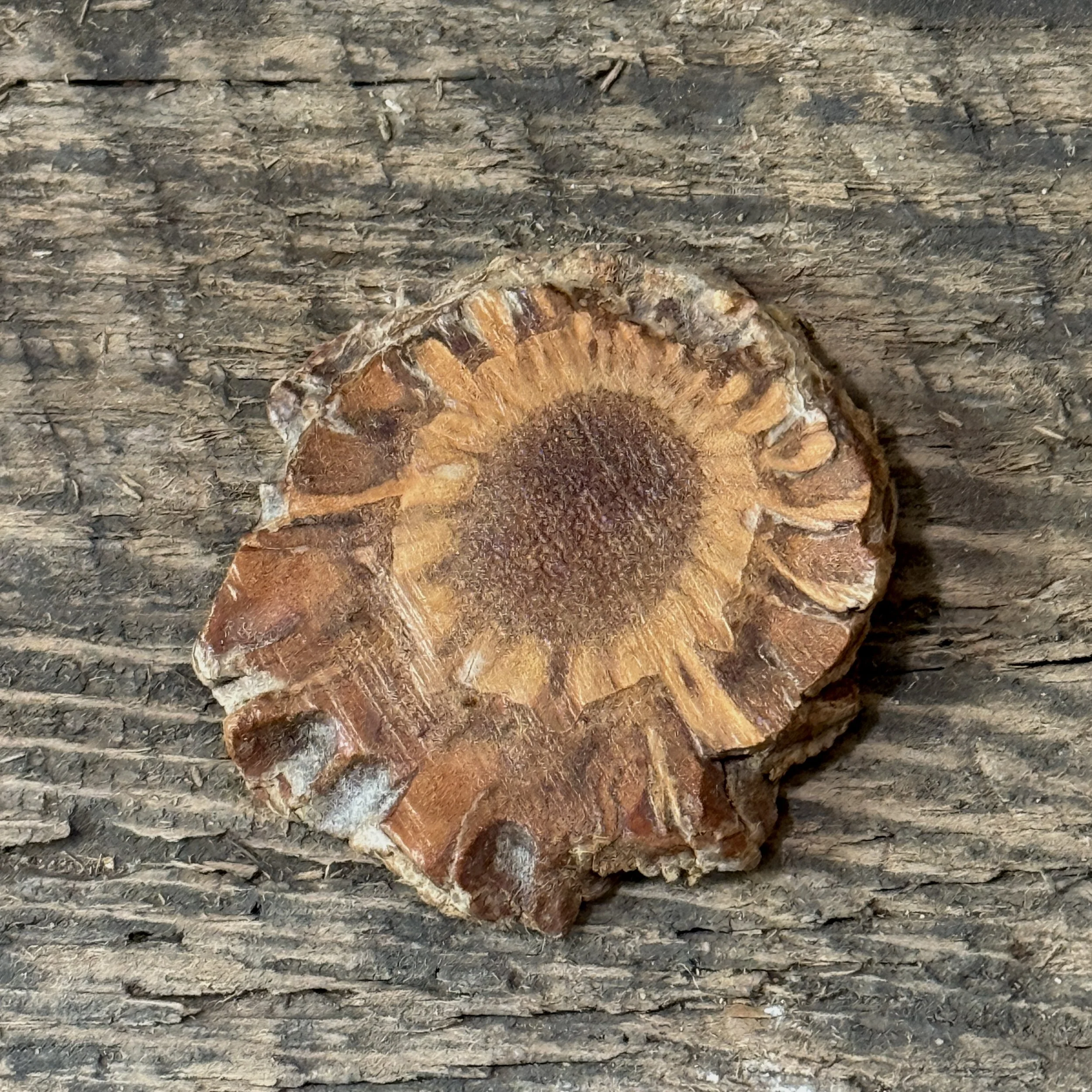 Live edge stand alone. Vessel removed. Irregular bark edge surrounds flat top surface.
