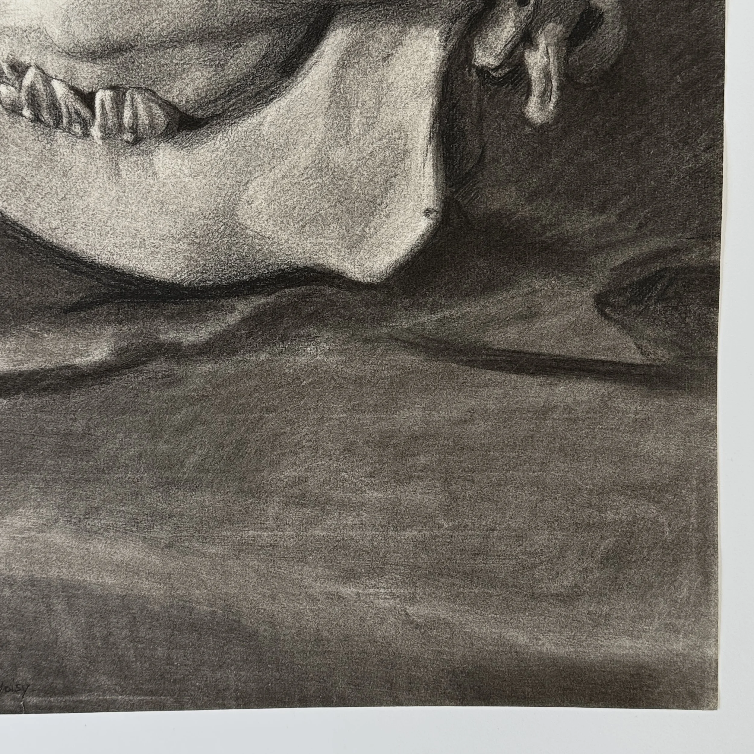 Detail of cow skull contours in charcoal