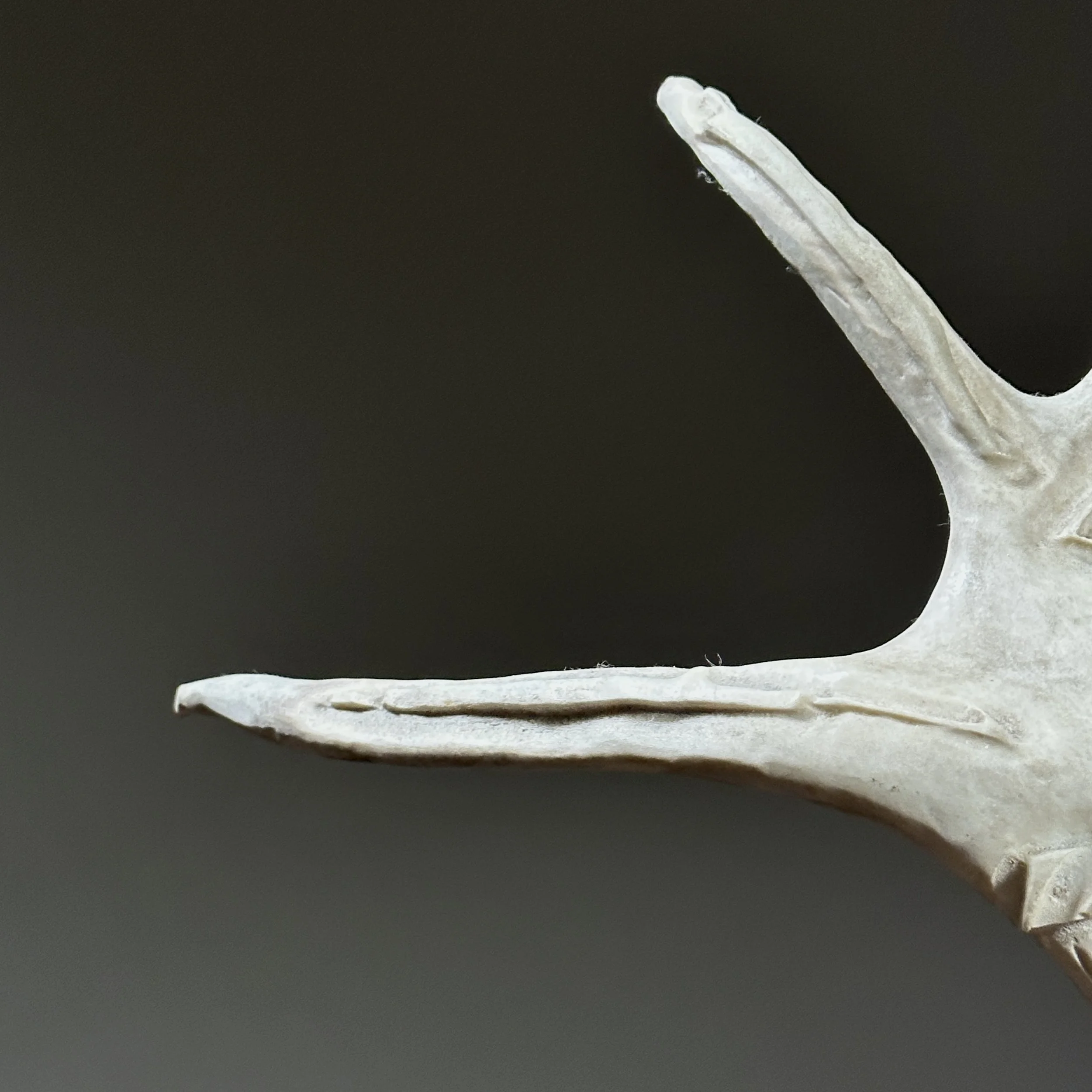 Close-up of antler texture and carving marks.