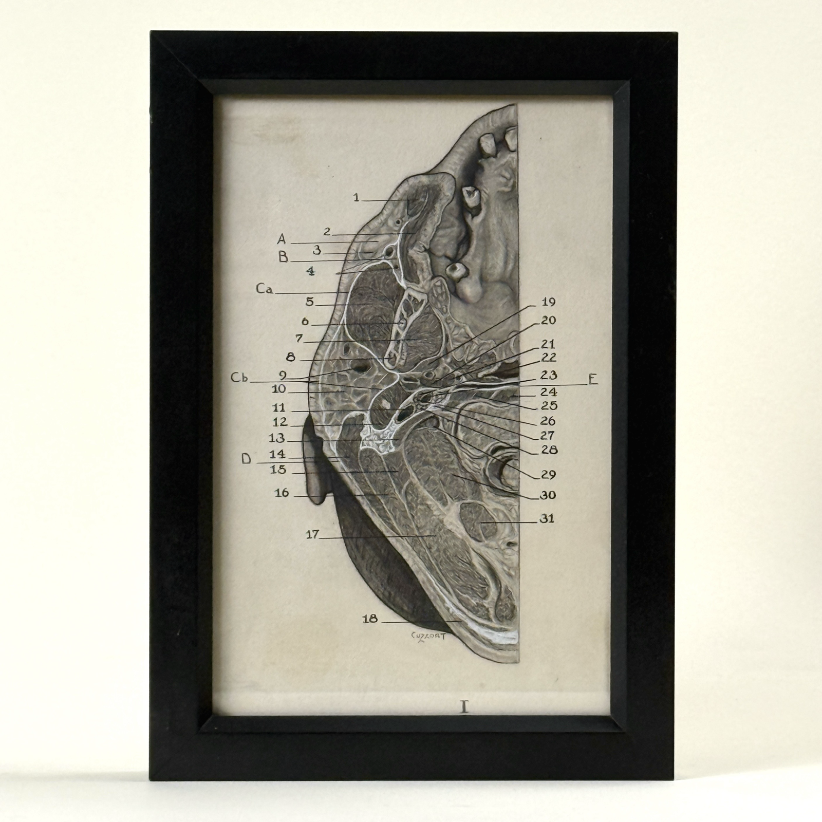 Antique graphite cranial anatomical study of the interior human head. Signed Cuzzort. 7.4 by 10.5 inches.