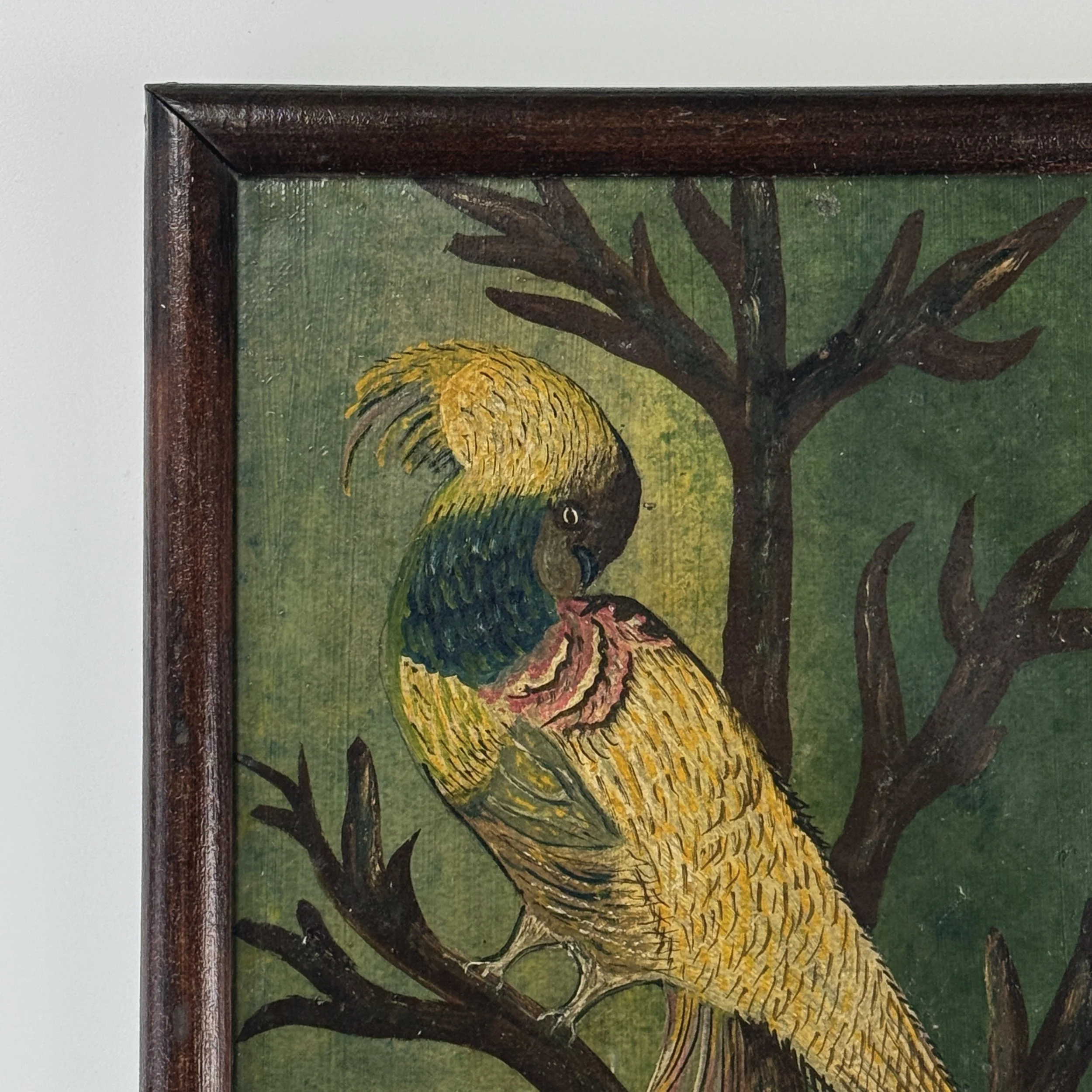 Close-up of multicolored bird with yellow, blue, and red feathers in tree