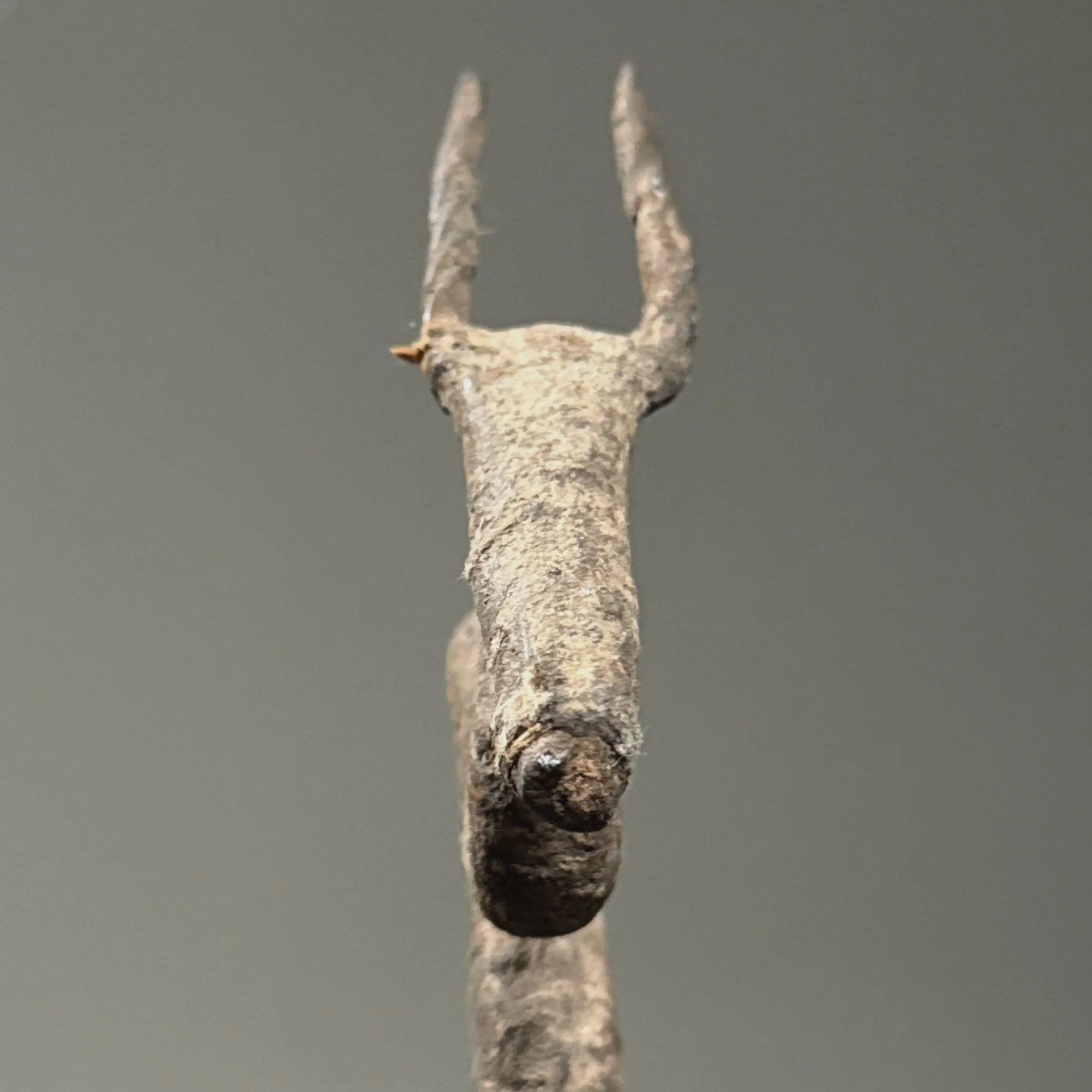 Close-up of antelope head. Wrought iron silhouette rising above snake body.