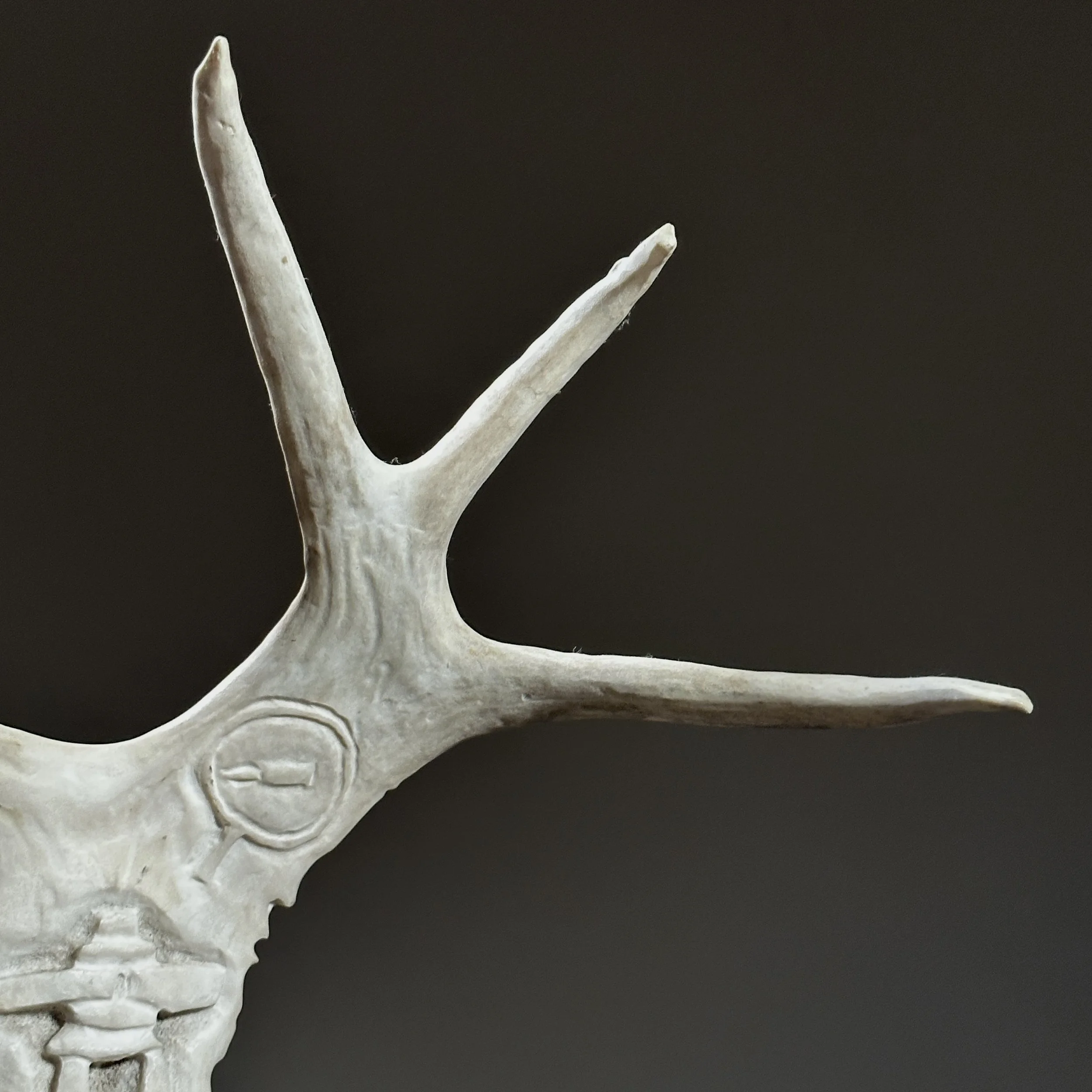 Close-up of antler texture and carving marks.