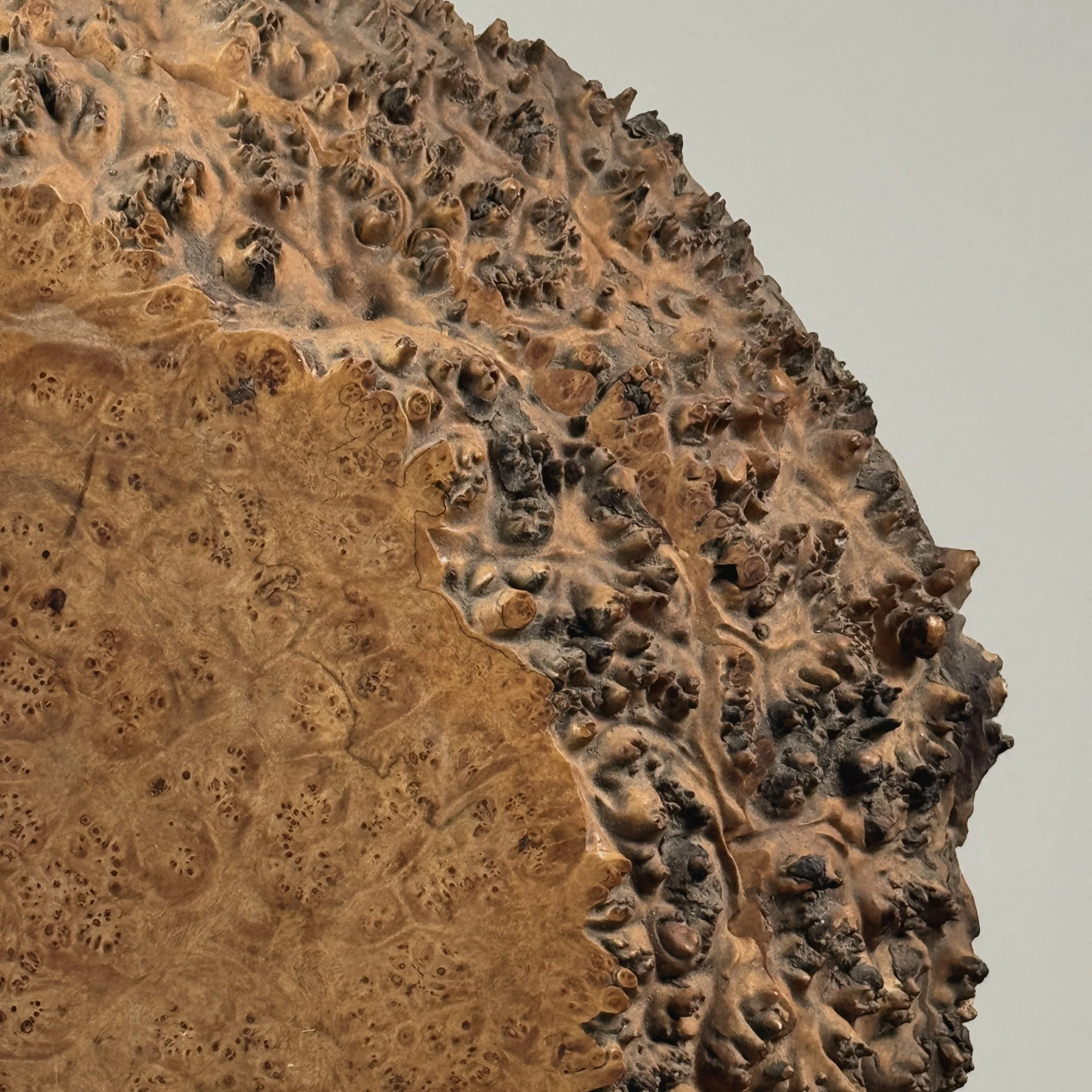 Burl pin detail, live edge side of Michael Elkan box