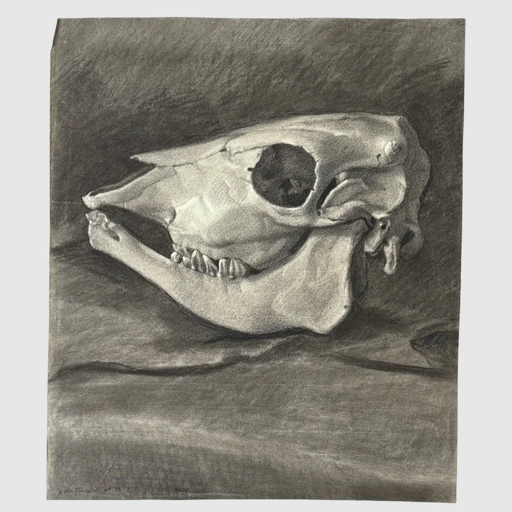 Vintage Realist charcoal drawing of a cow skull