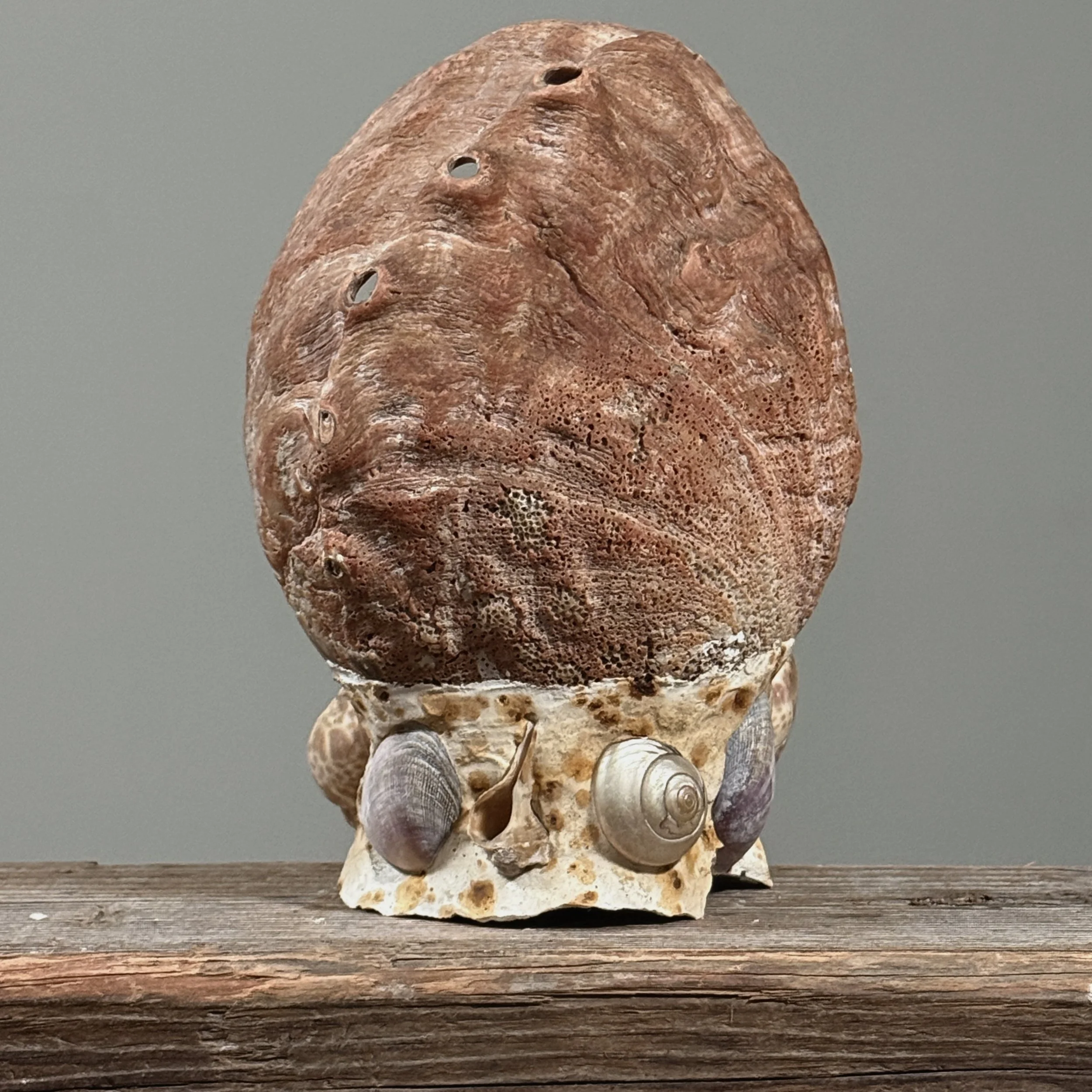 Attributed to Pierre-Adrien Graillon, French terracotta couple in abalone shell, Dieppe folk art