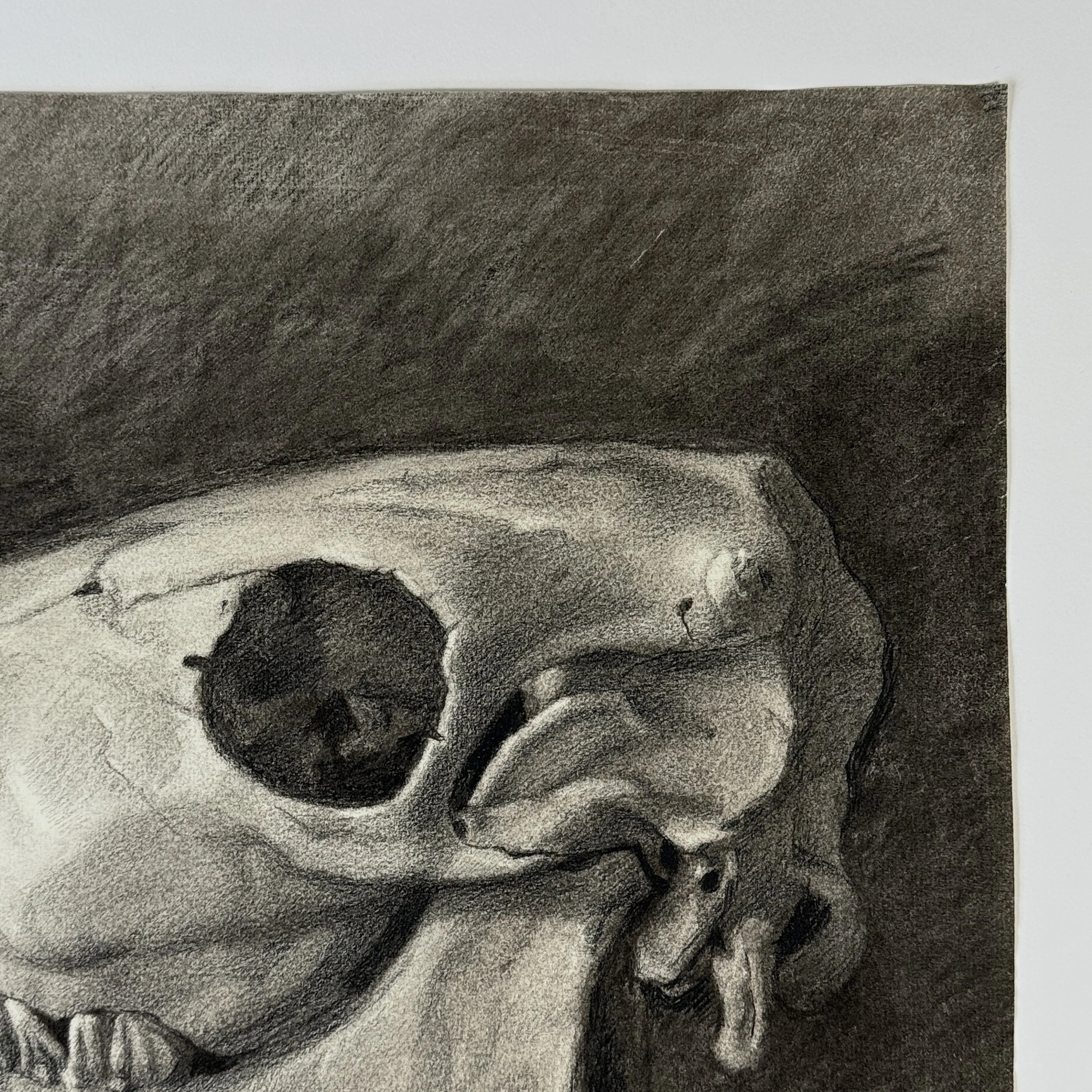 Realist rendering of cow skull showing tonal contrast