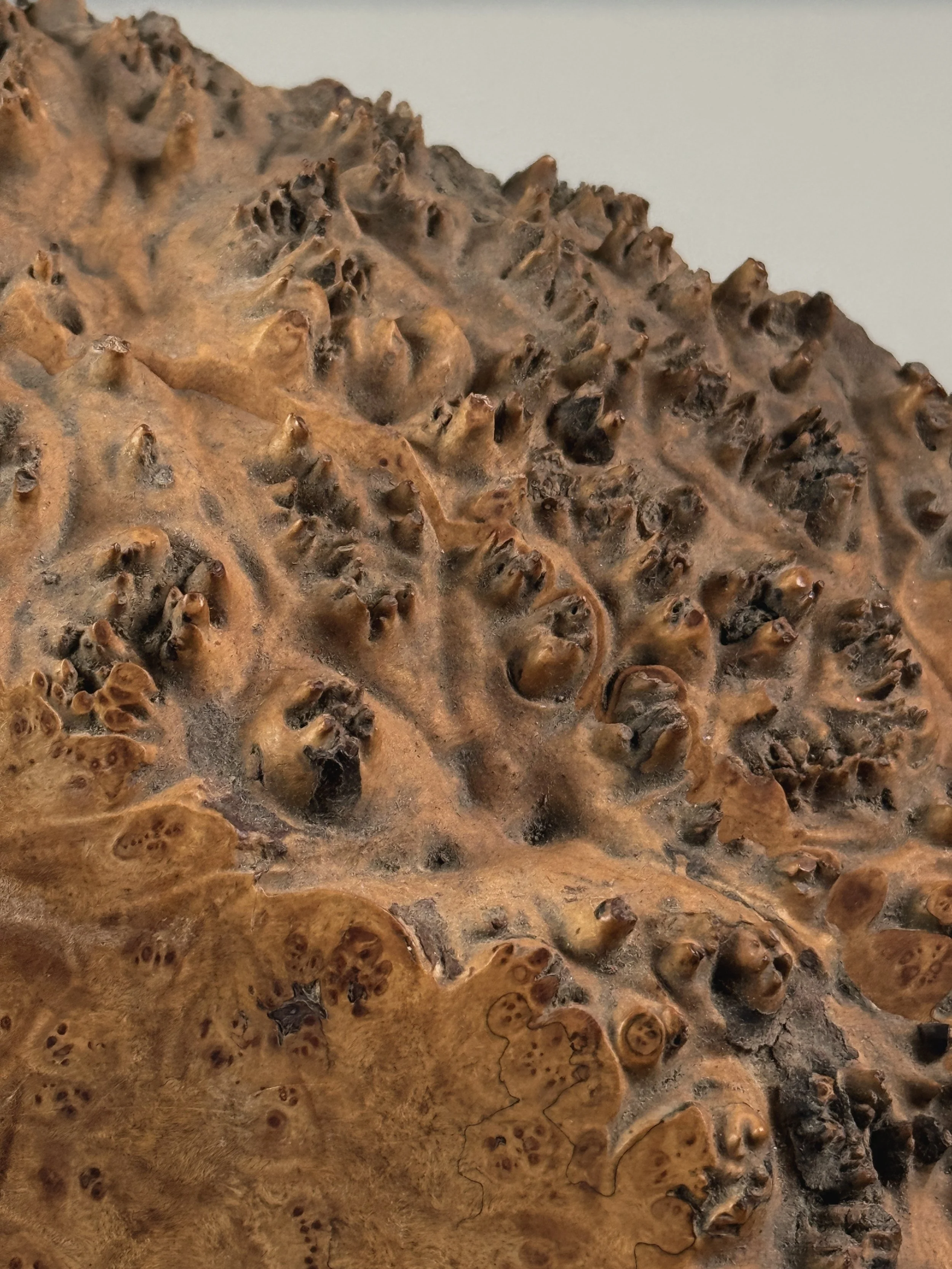 Burl pin detail, live edge side of Michael Elkan box