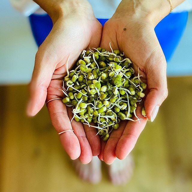 This is my go to #protein bonus trick! 
#sprouting is super easy and is a great way to add some protein to your salads or soups! 
There are so many seeds you can get, from alpha alpha, to broccoli, to adzuki to mungo sprouts... I will make a video in